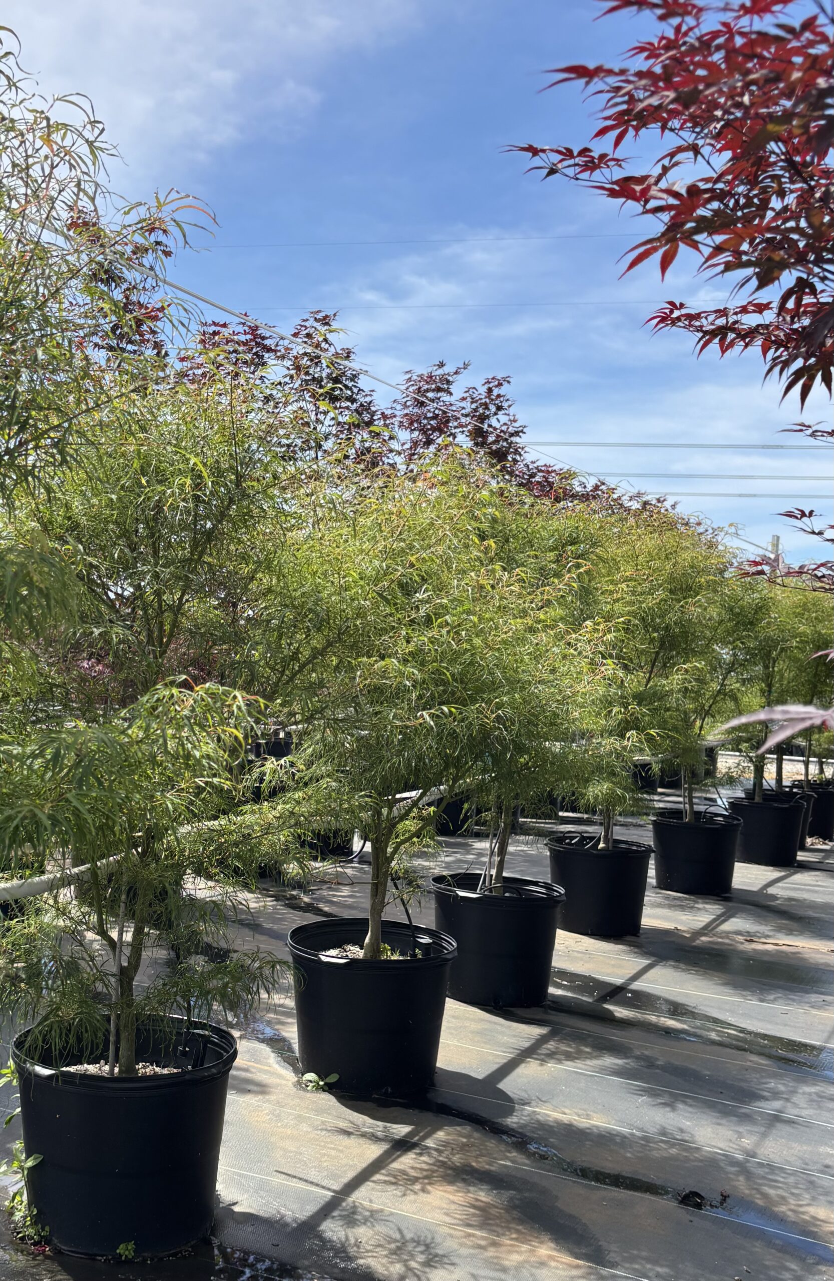 Japanese Maples hero image 6