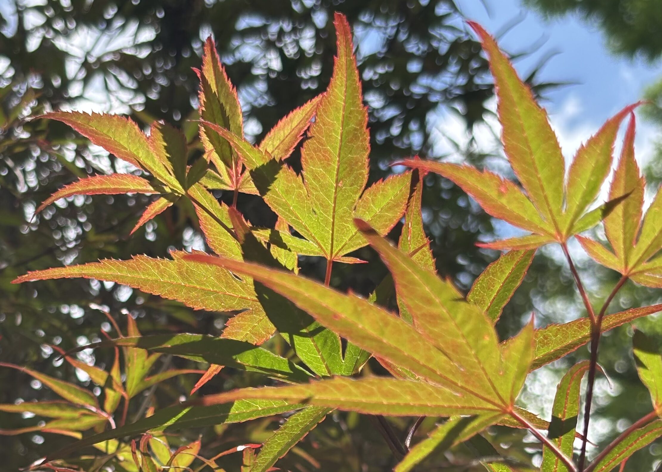 Japanese Maples hero image 7