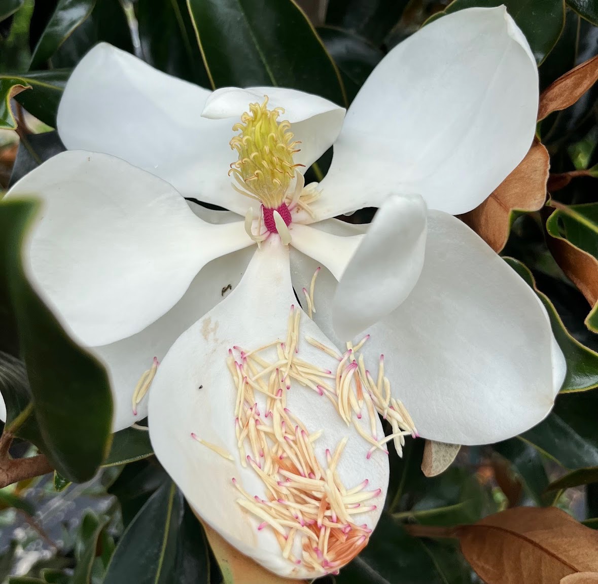 NC Native Plants hero image 1