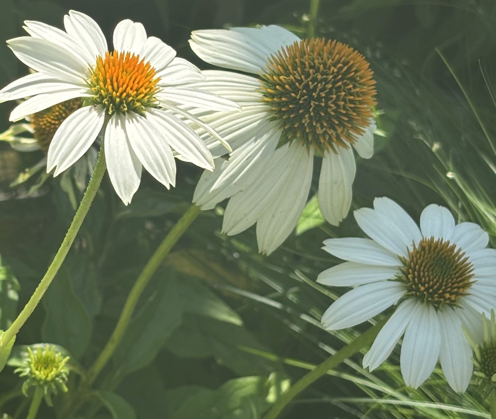 NC Native Plants hero image 3