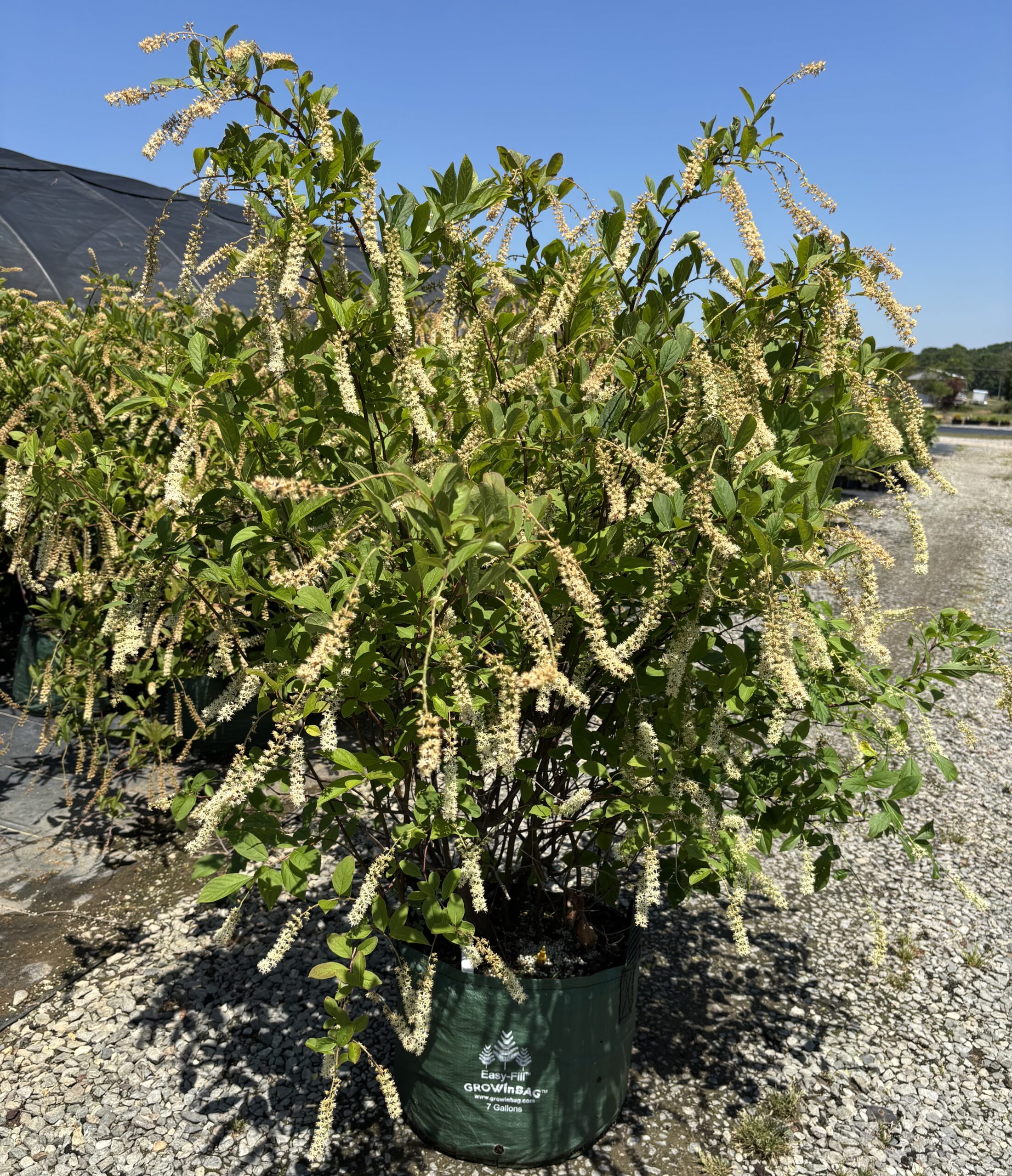 NC Native Plants nursery photo 11