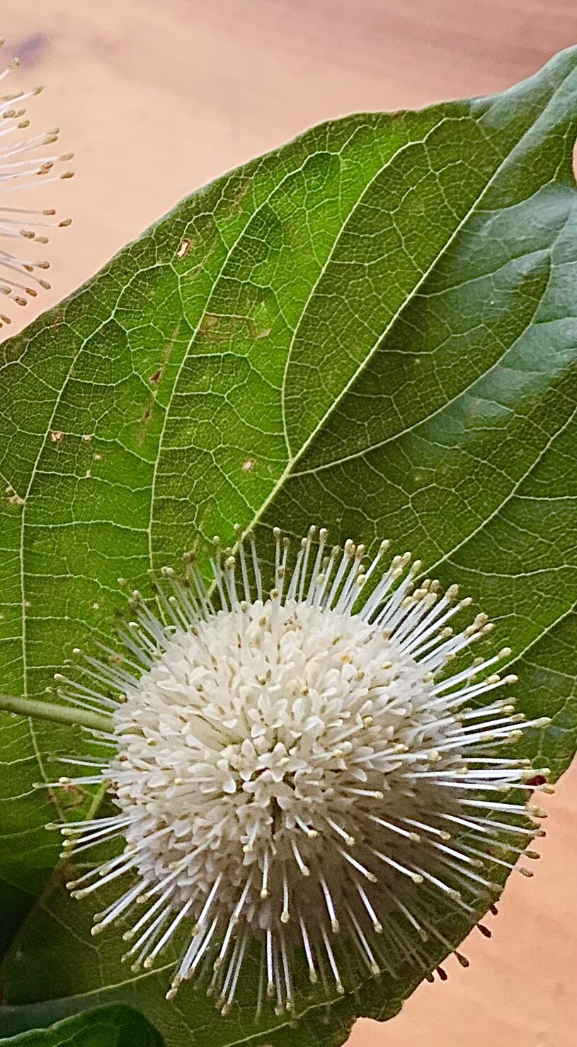 NC Native Plants hero image 4