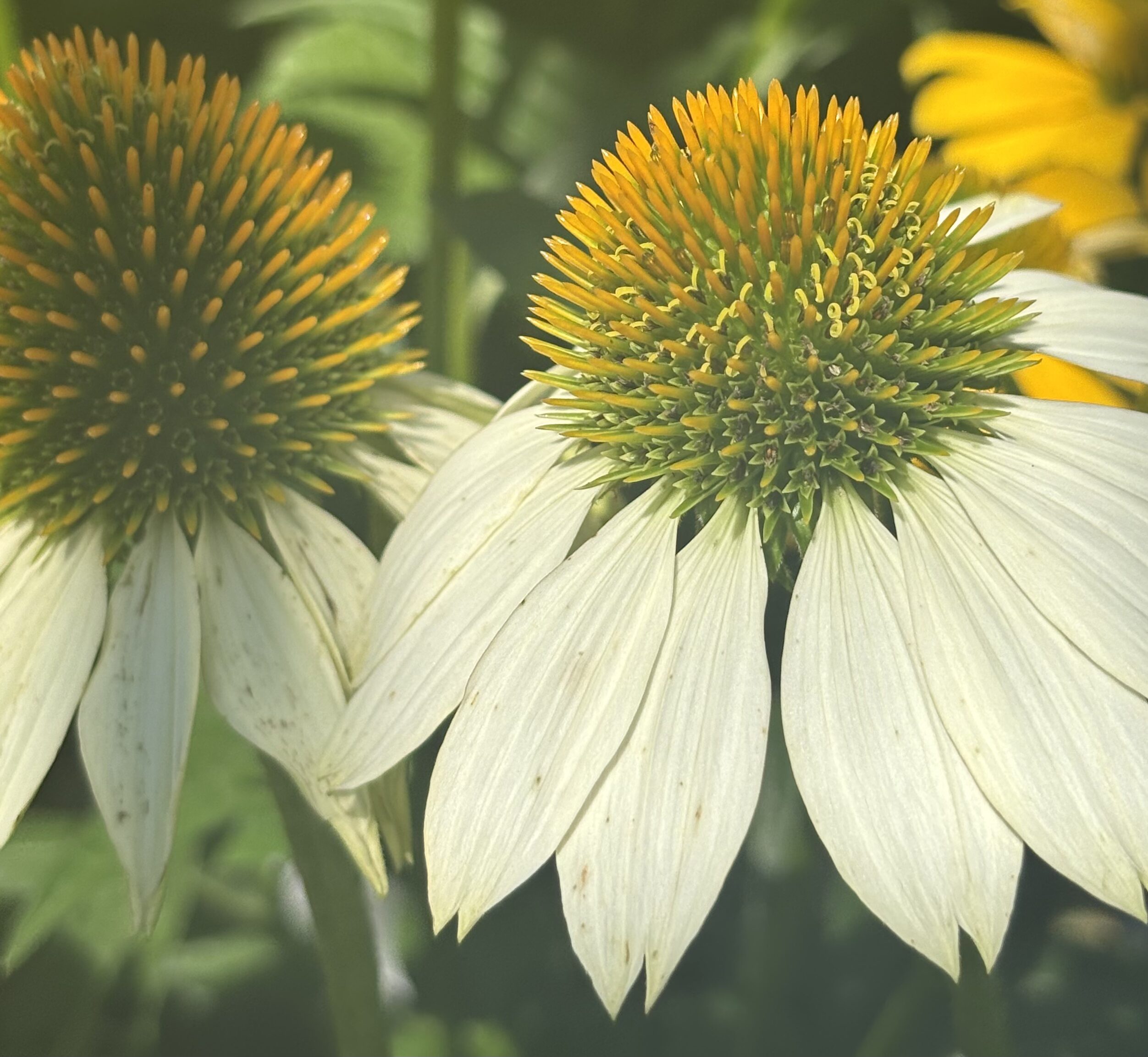 NC Native Plants hero image 5