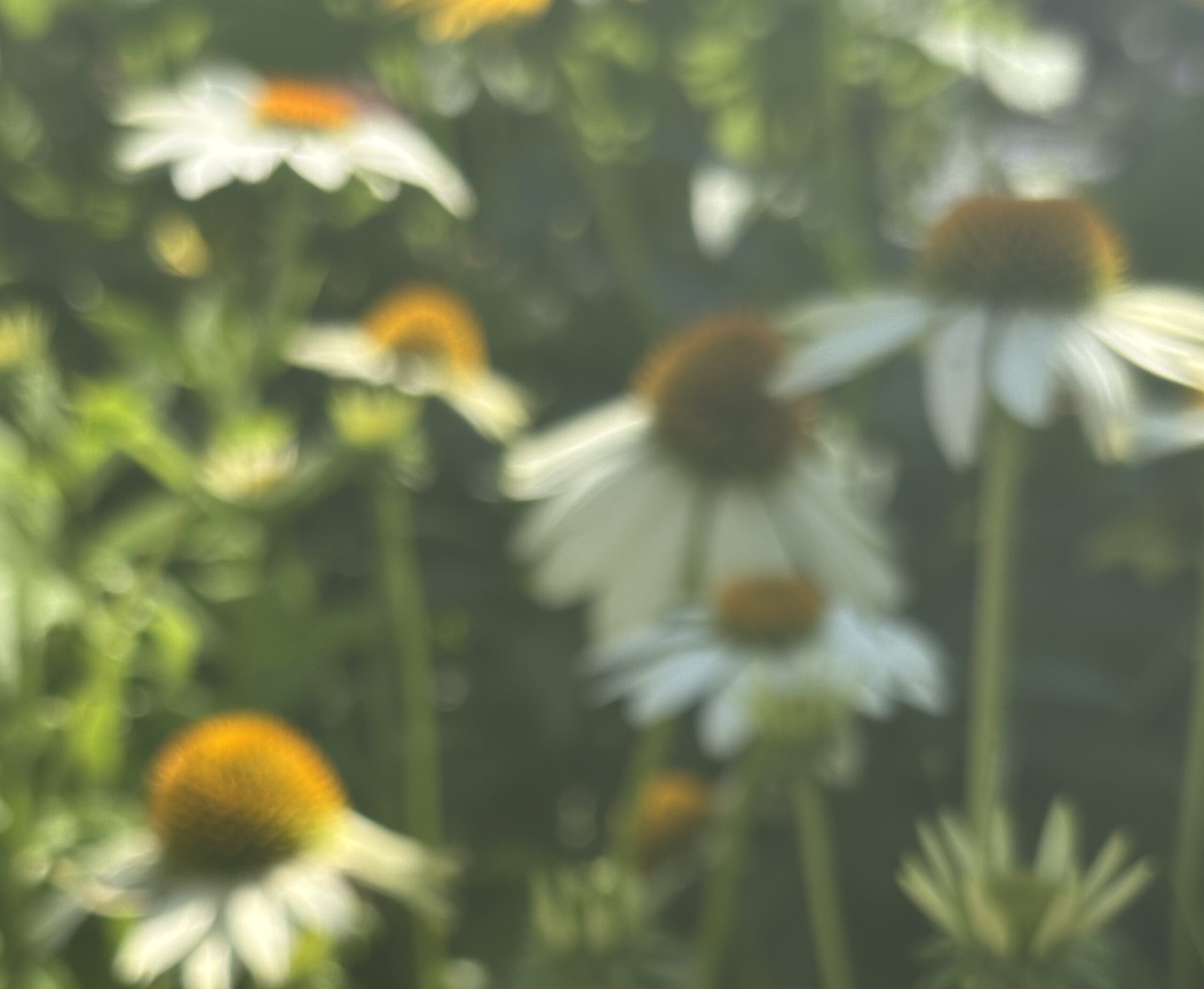 NC Native Plants hero image 2