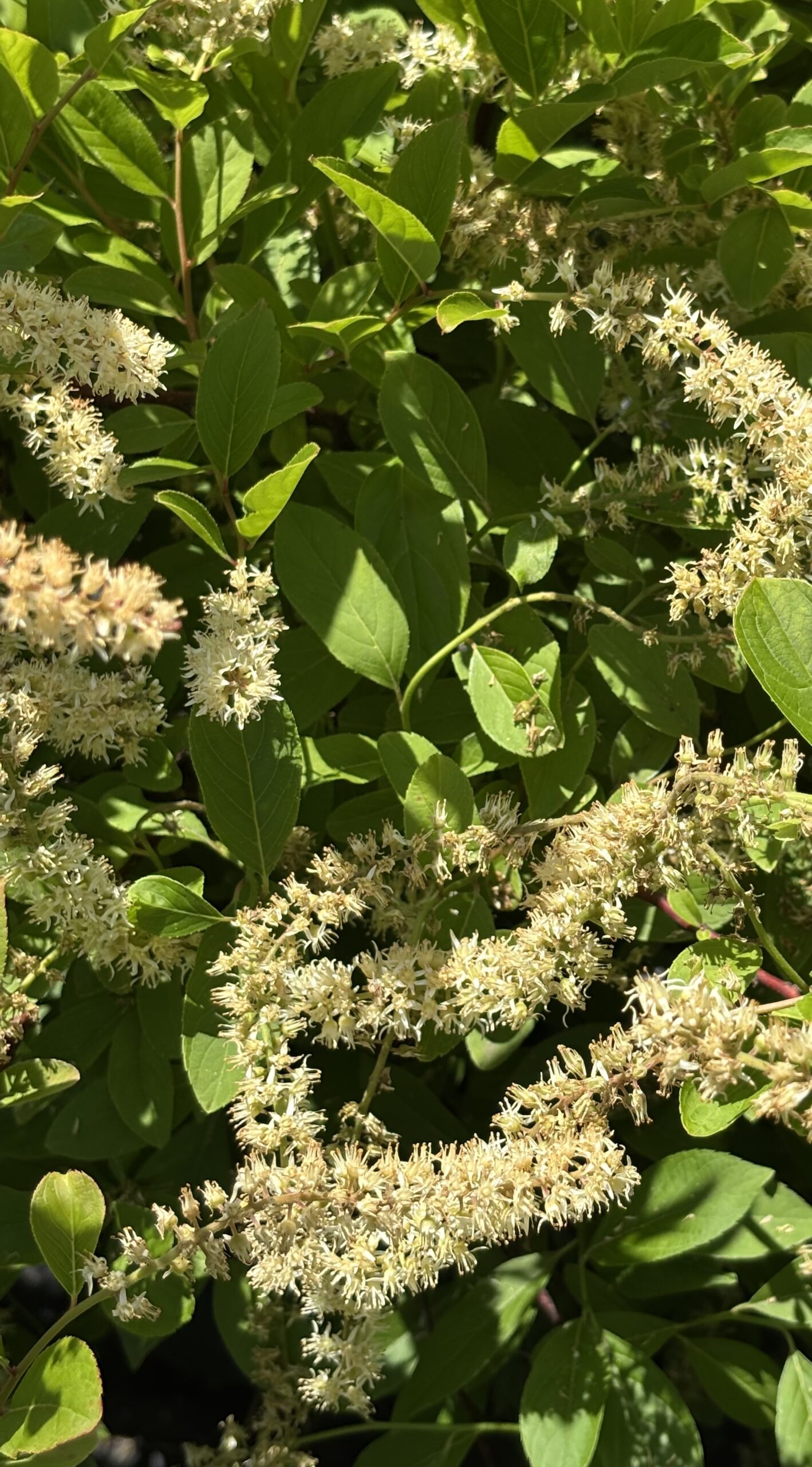 NC Native Plants hero image 6
