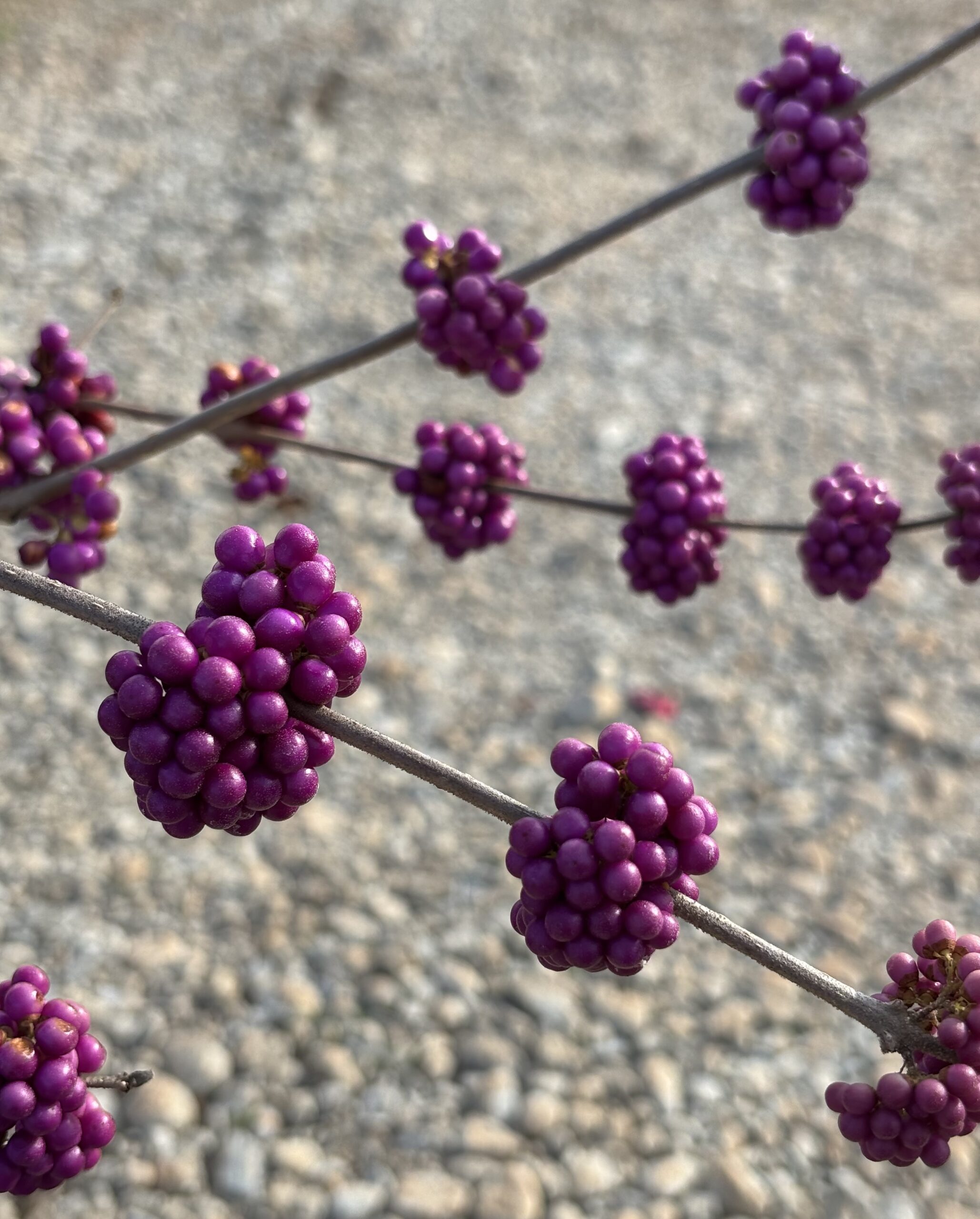 NC Native Plants hero image 7