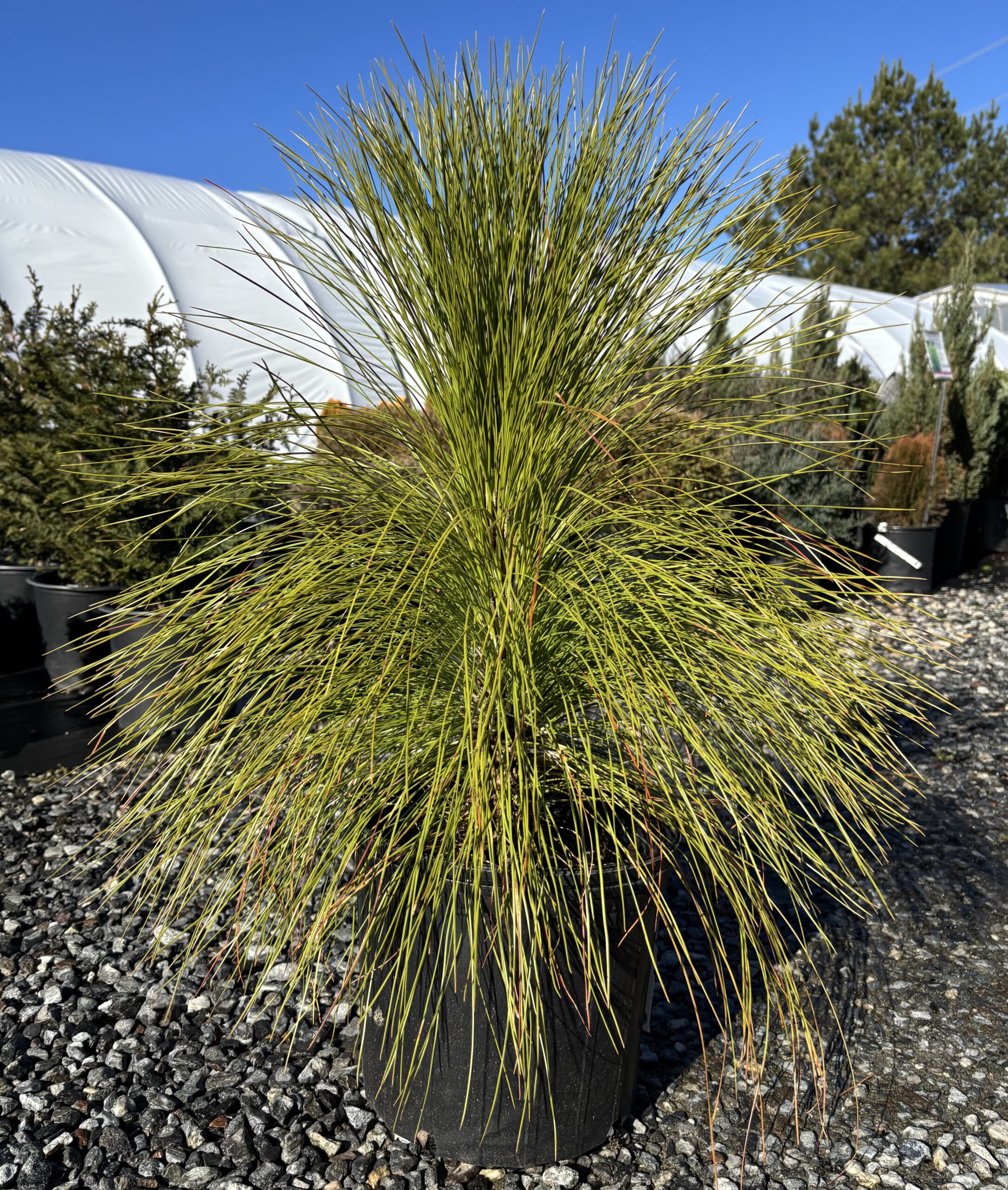 NC Native Plants hero image 8