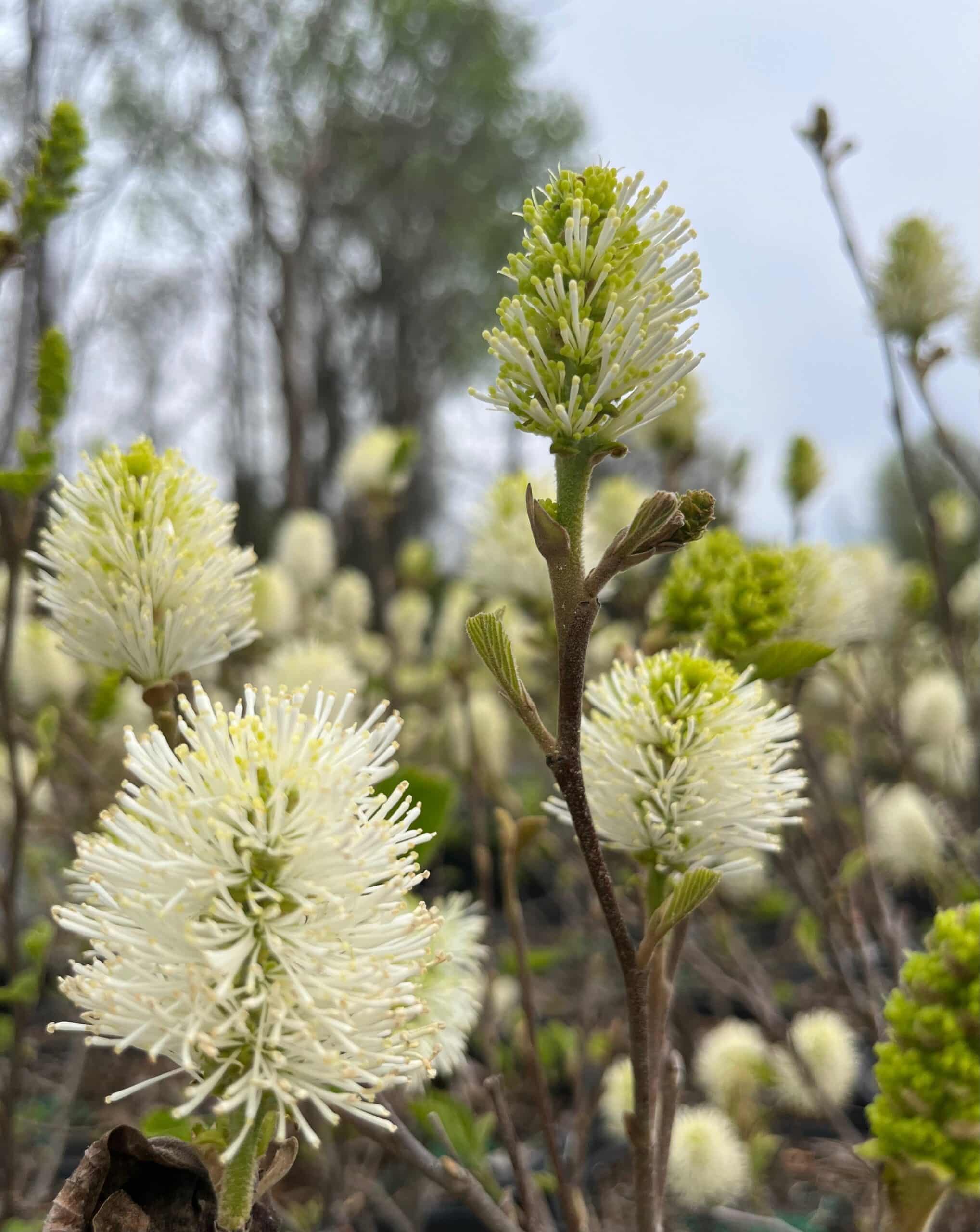 NC Native Plants hero image 9