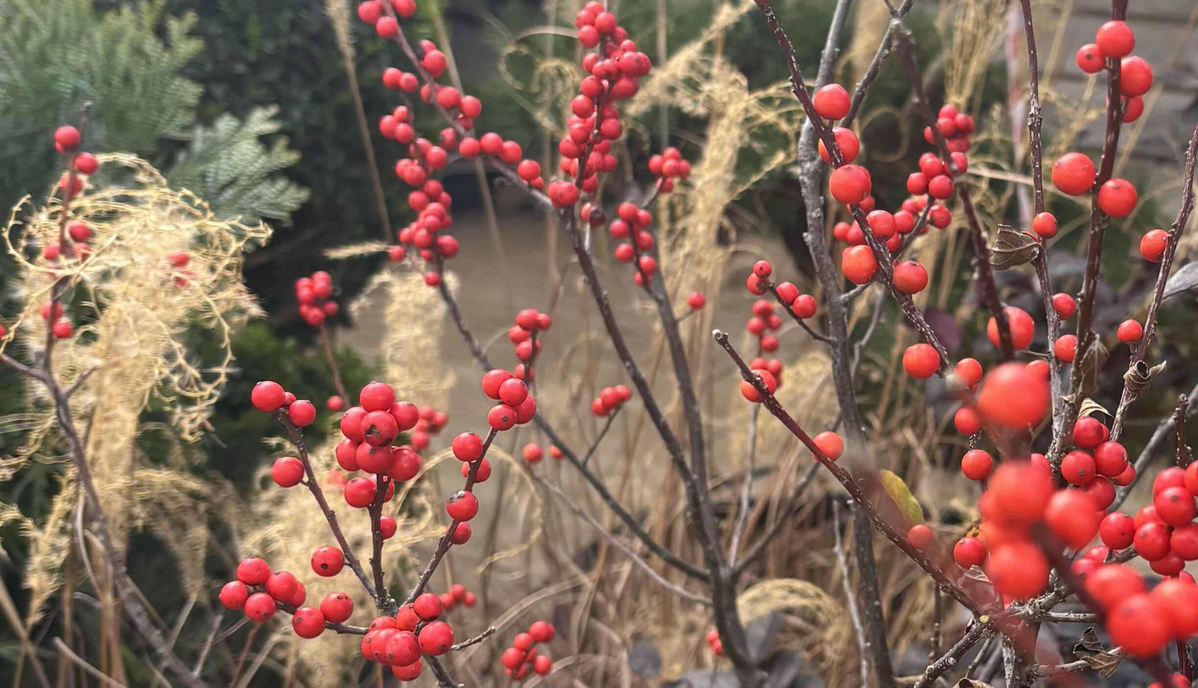 NC Native Plants hero image 10