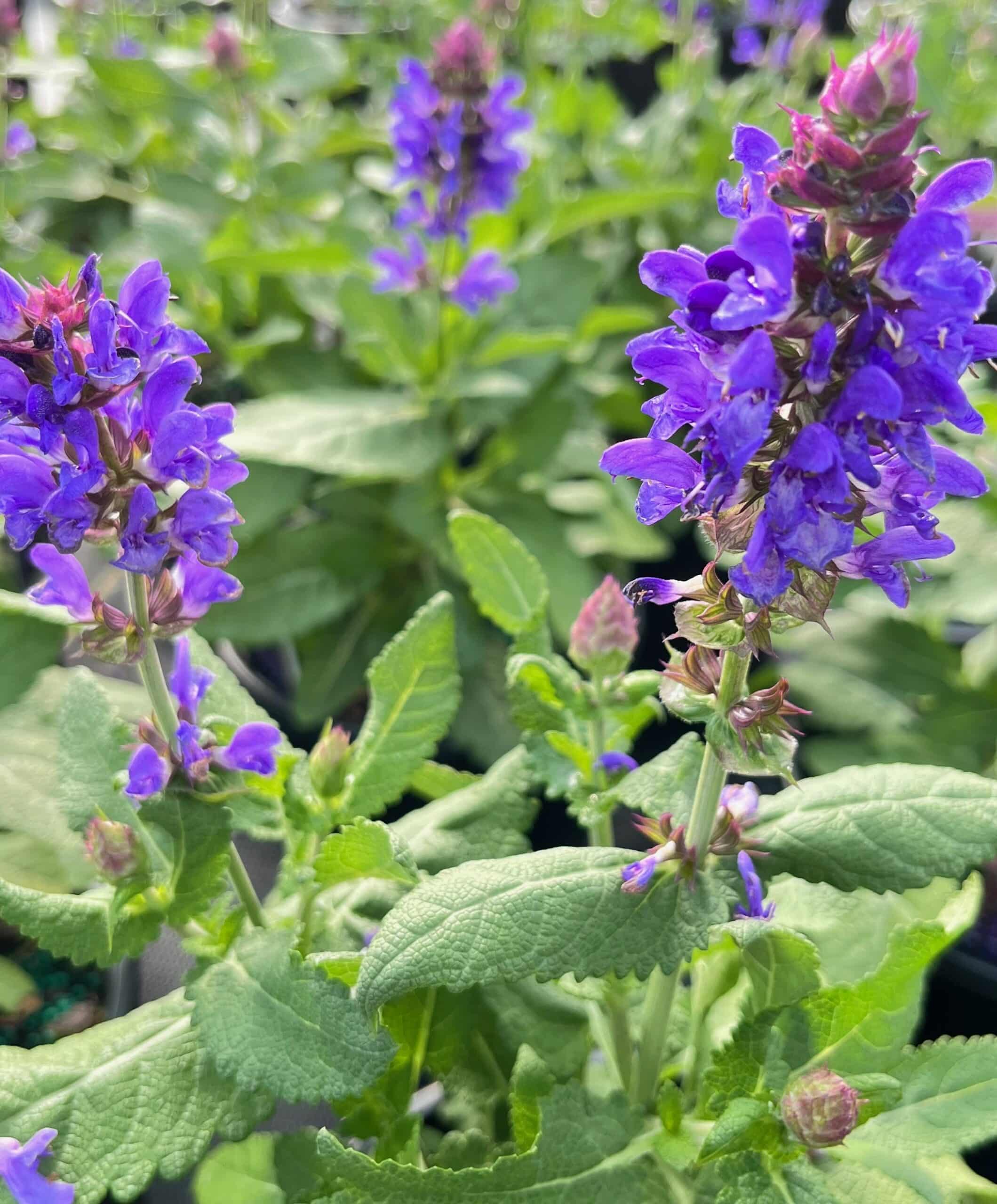 Perennials nursery photo 6