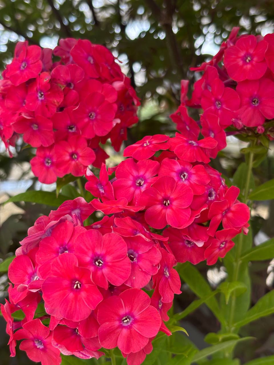 Perennials nursery photo 16