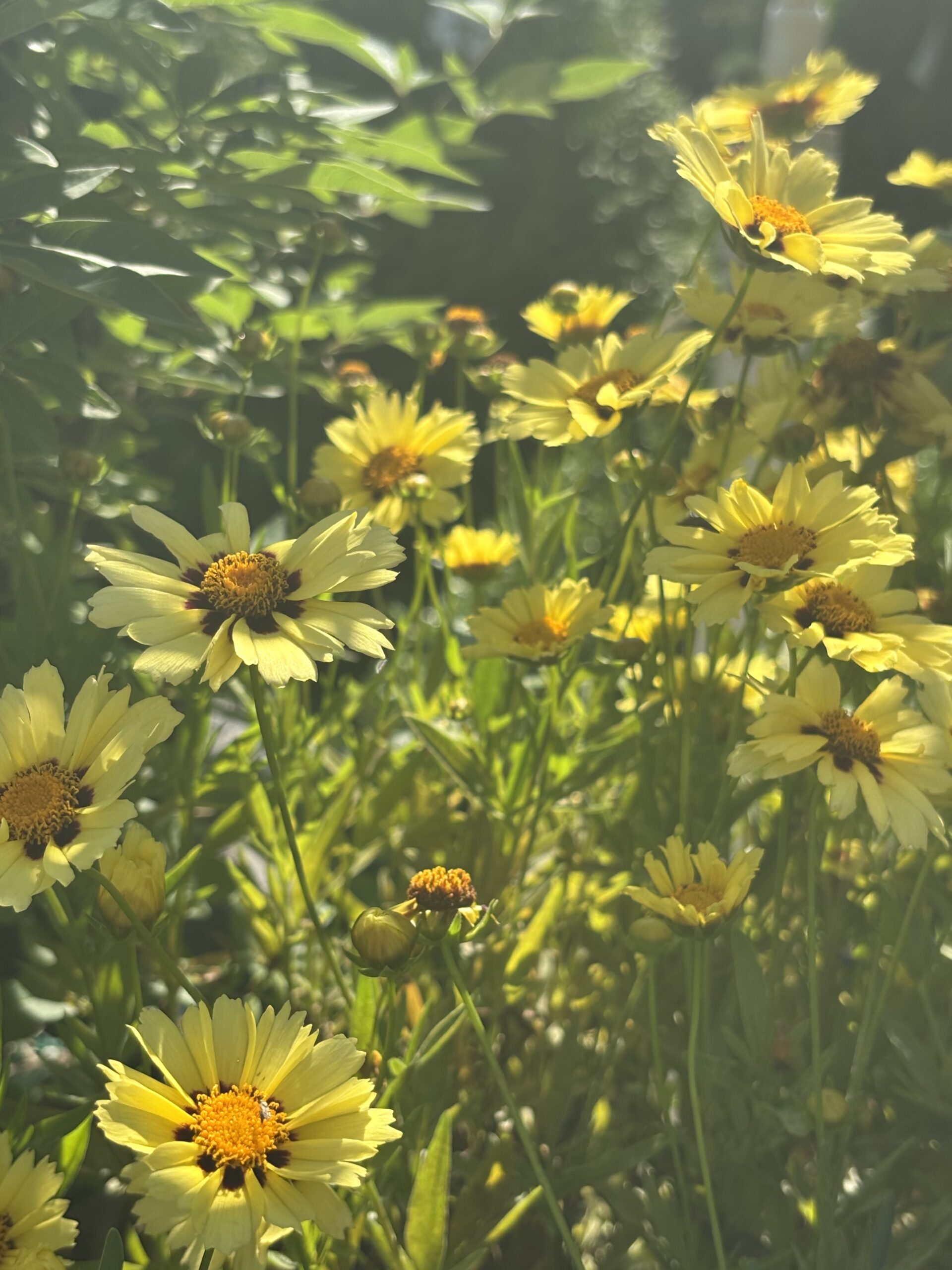 Perennials nursery photo 5