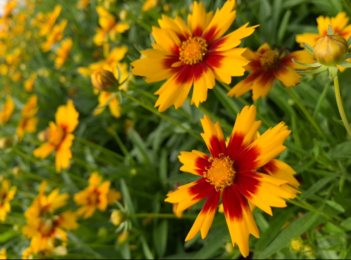 Perennials nursery photo 9
