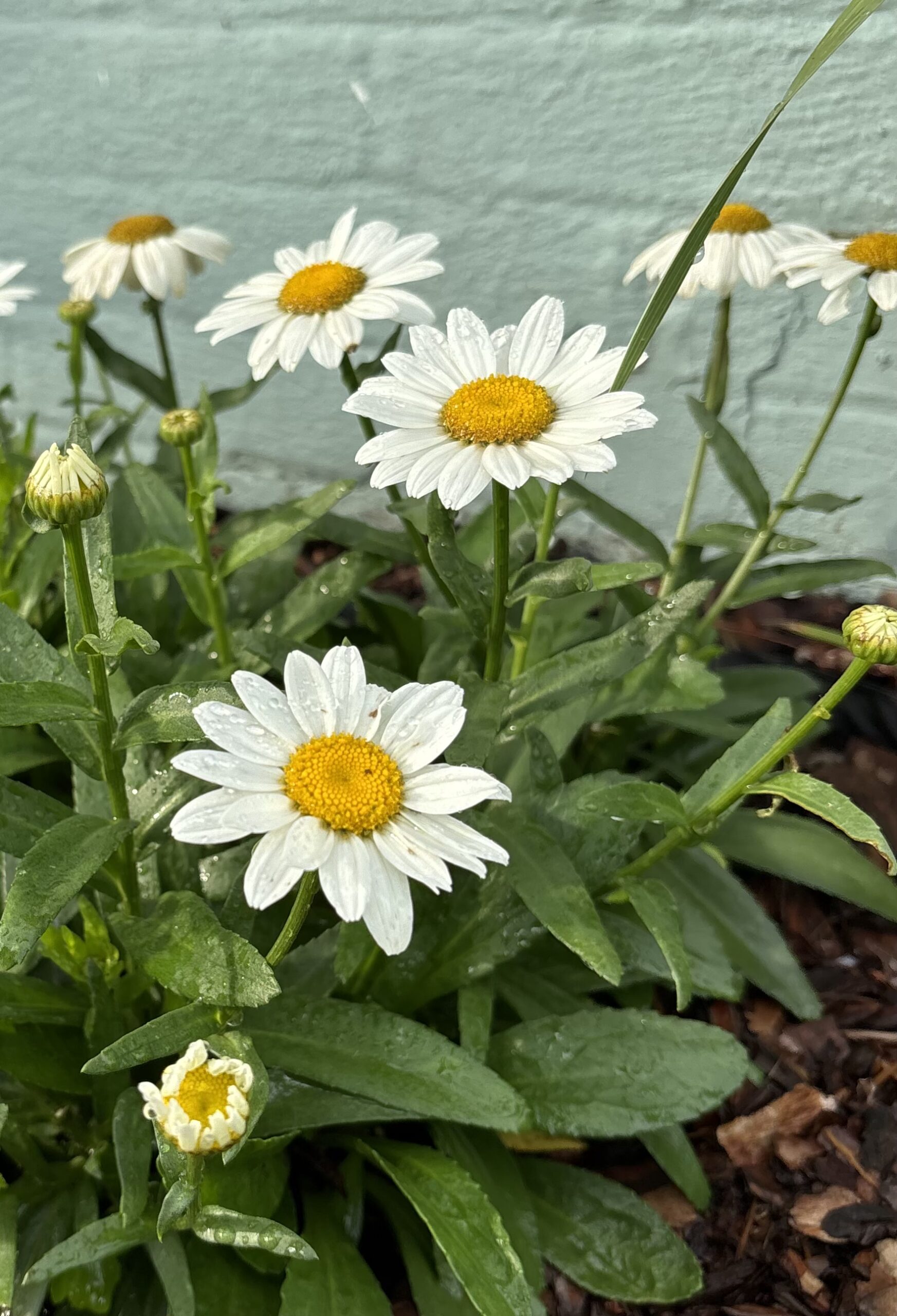 Perennials nursery photo 8