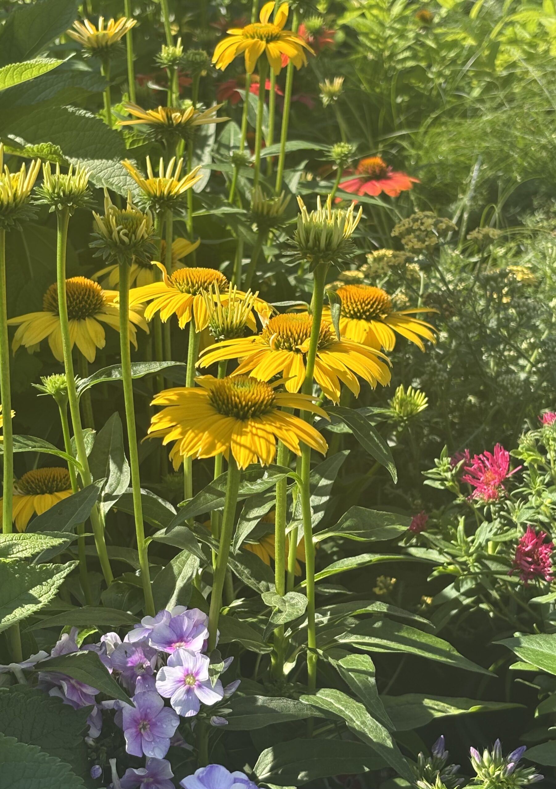 Perennials nursery photo 4