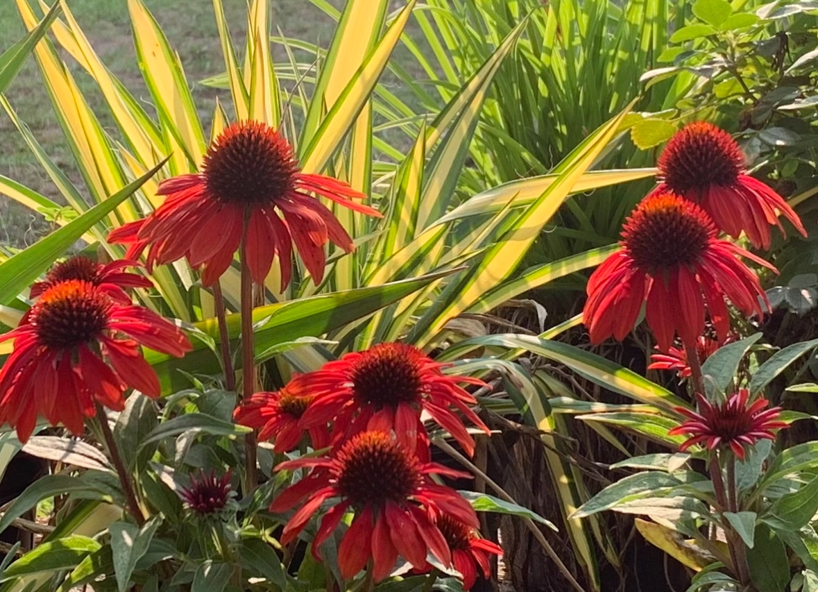 Perennials nursery photo 11