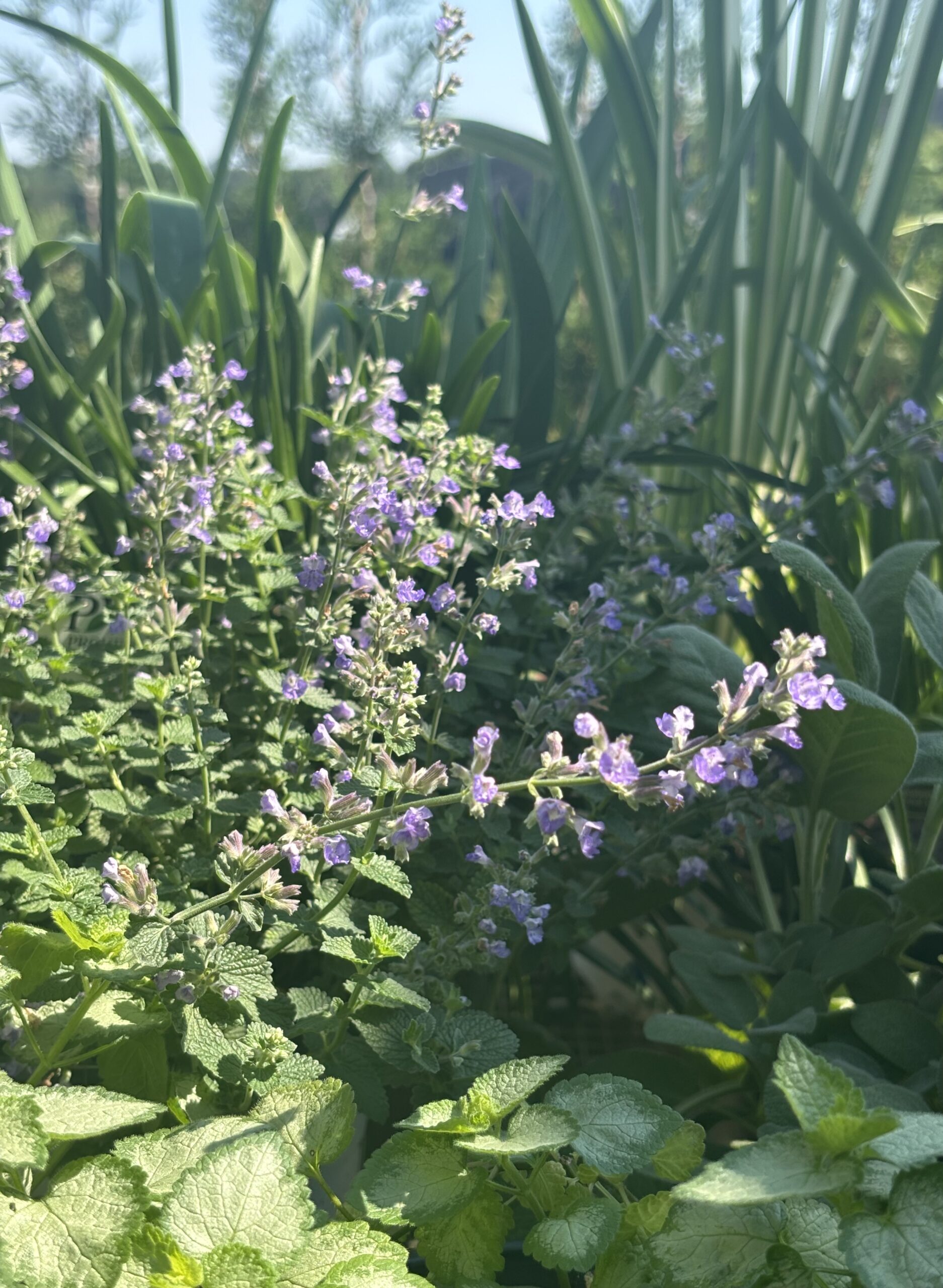 Perennials nursery photo 10