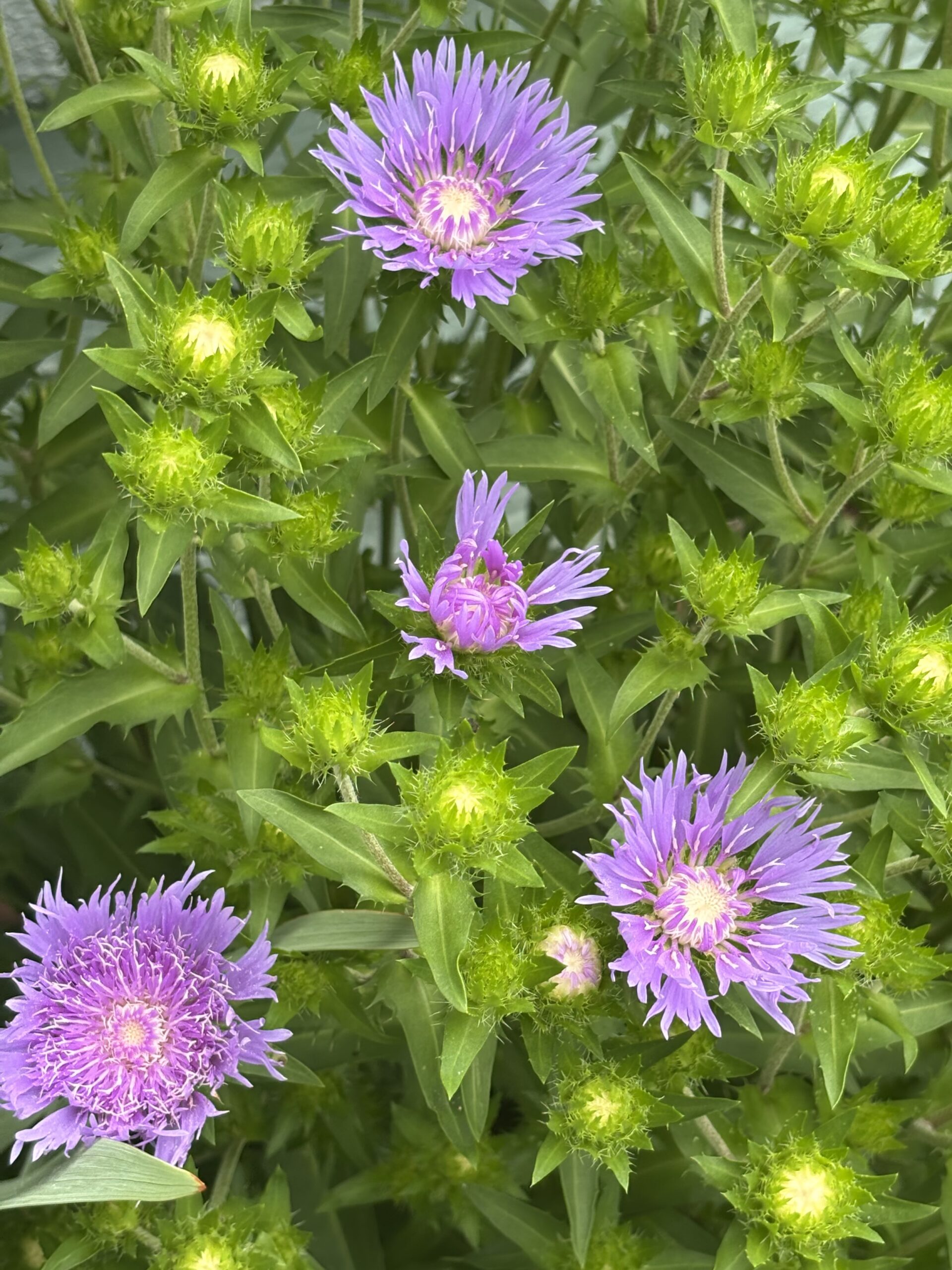 Perennials nursery photo 12
