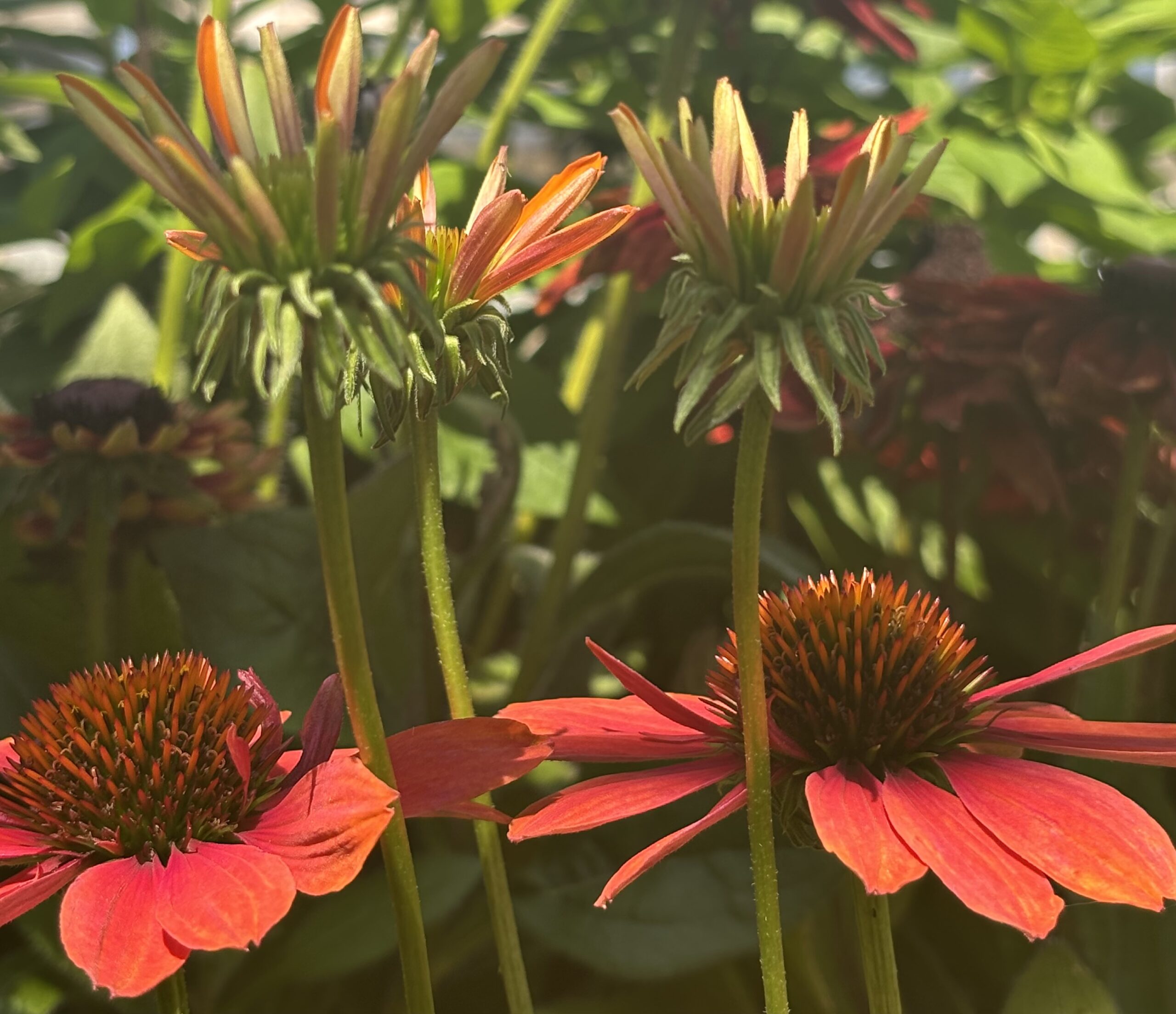Perennials nursery photo 14