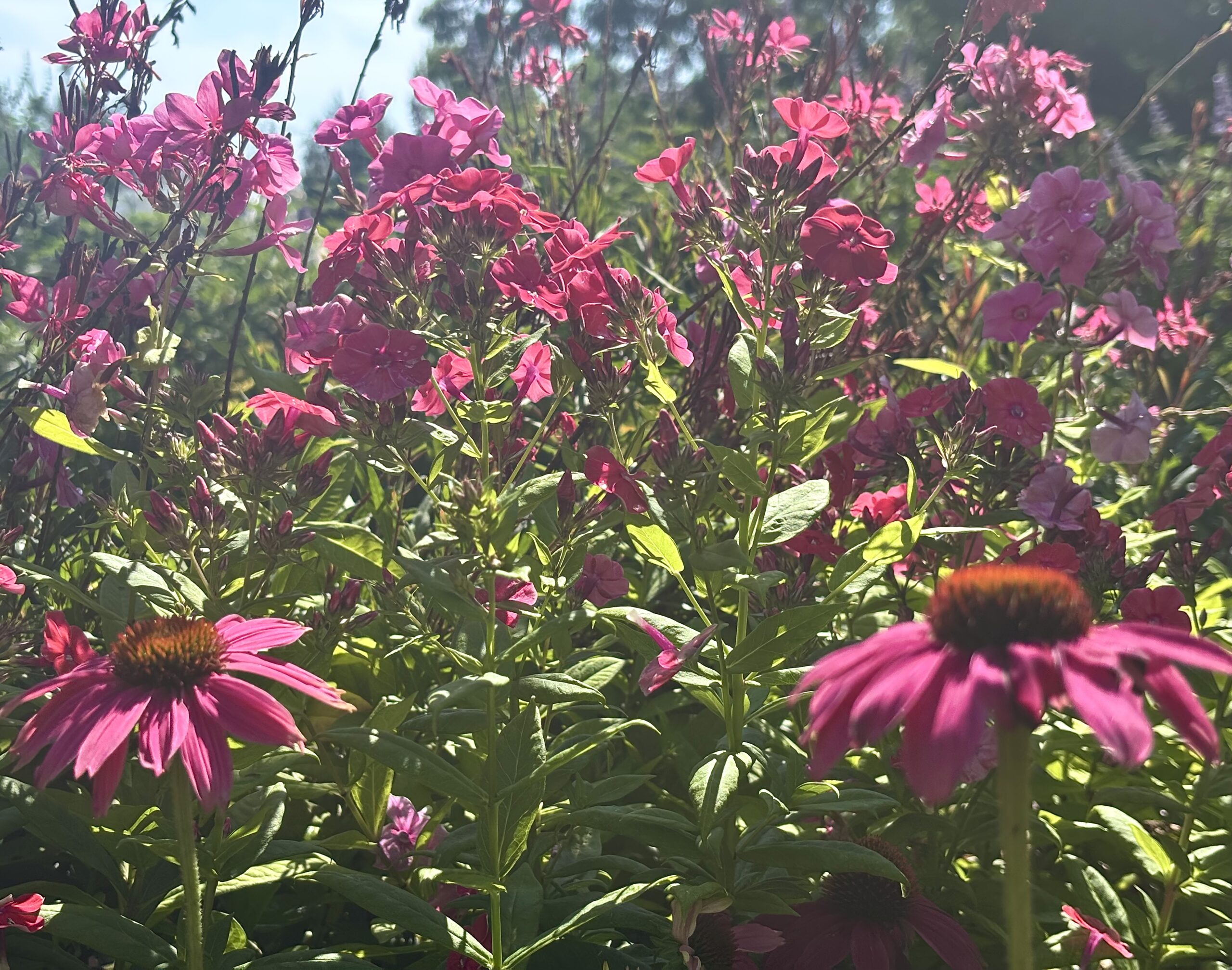 Perennials nursery photo 15