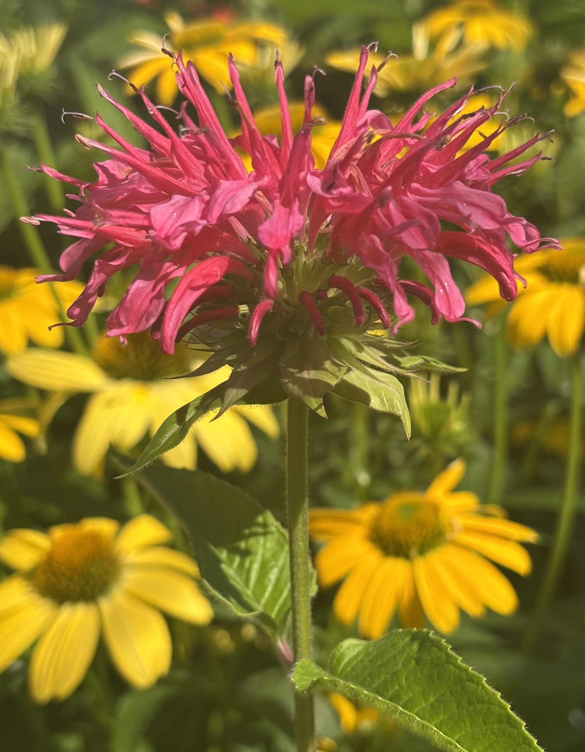 Perennials nursery photo 1