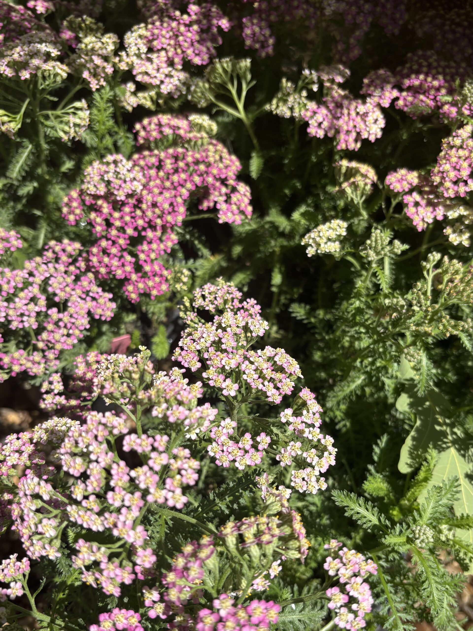 Perennials nursery photo 2