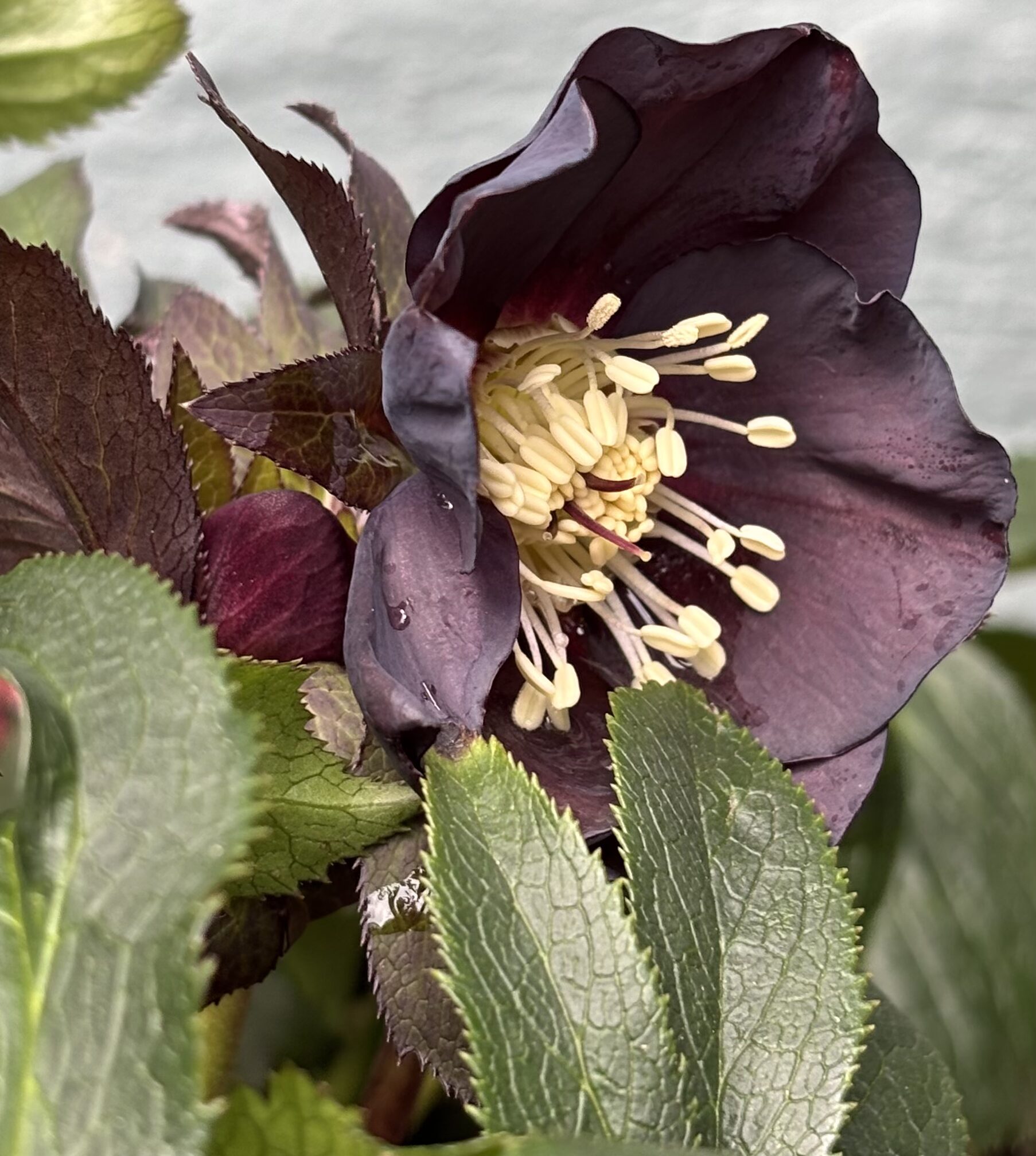 Perennials nursery photo 3