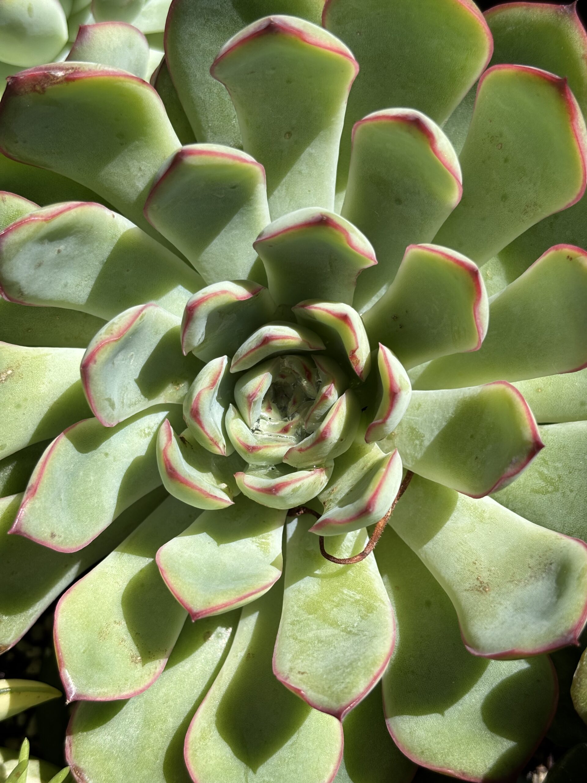 Succulents hero image 4