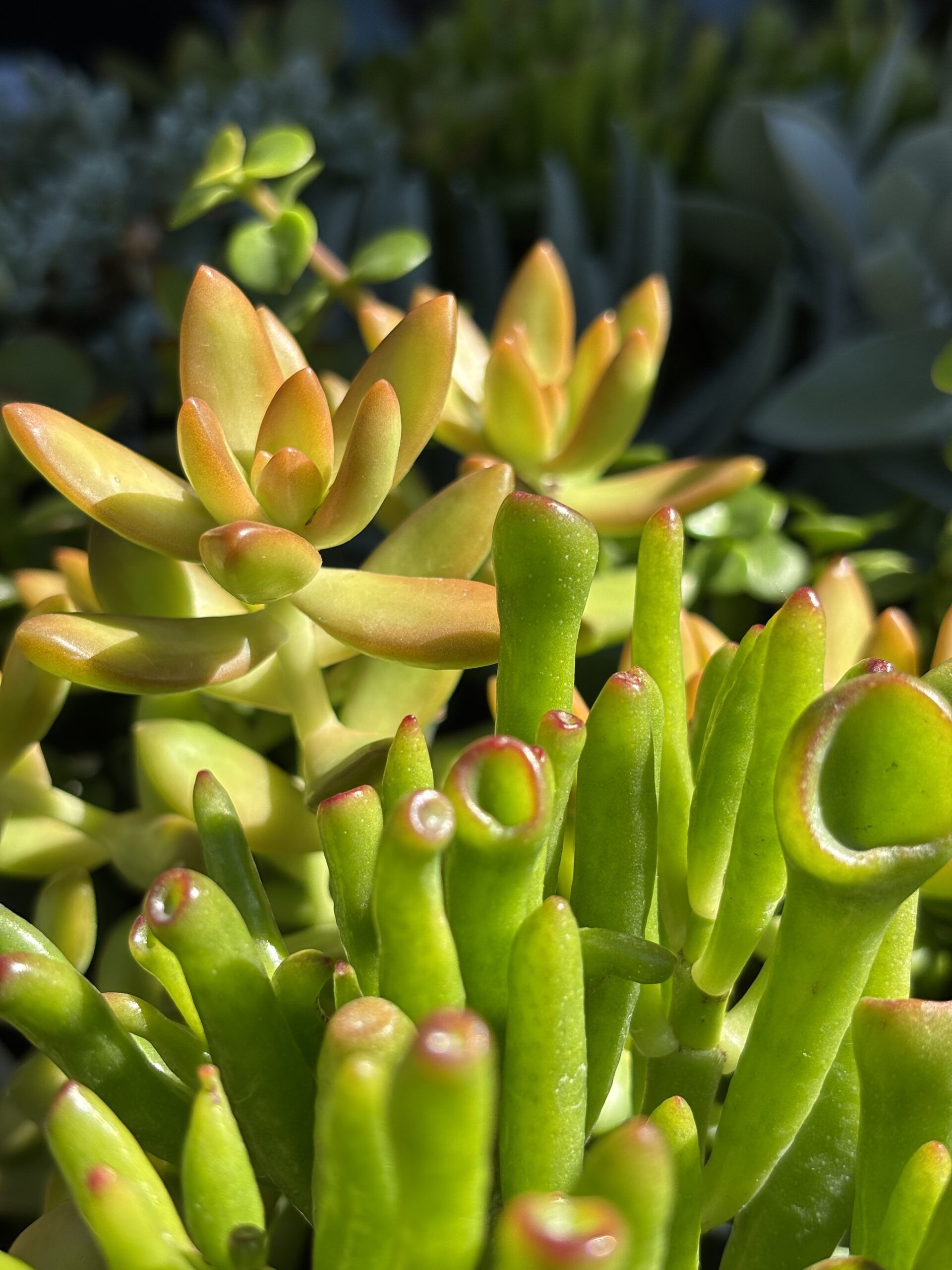 Succulents hero image 1