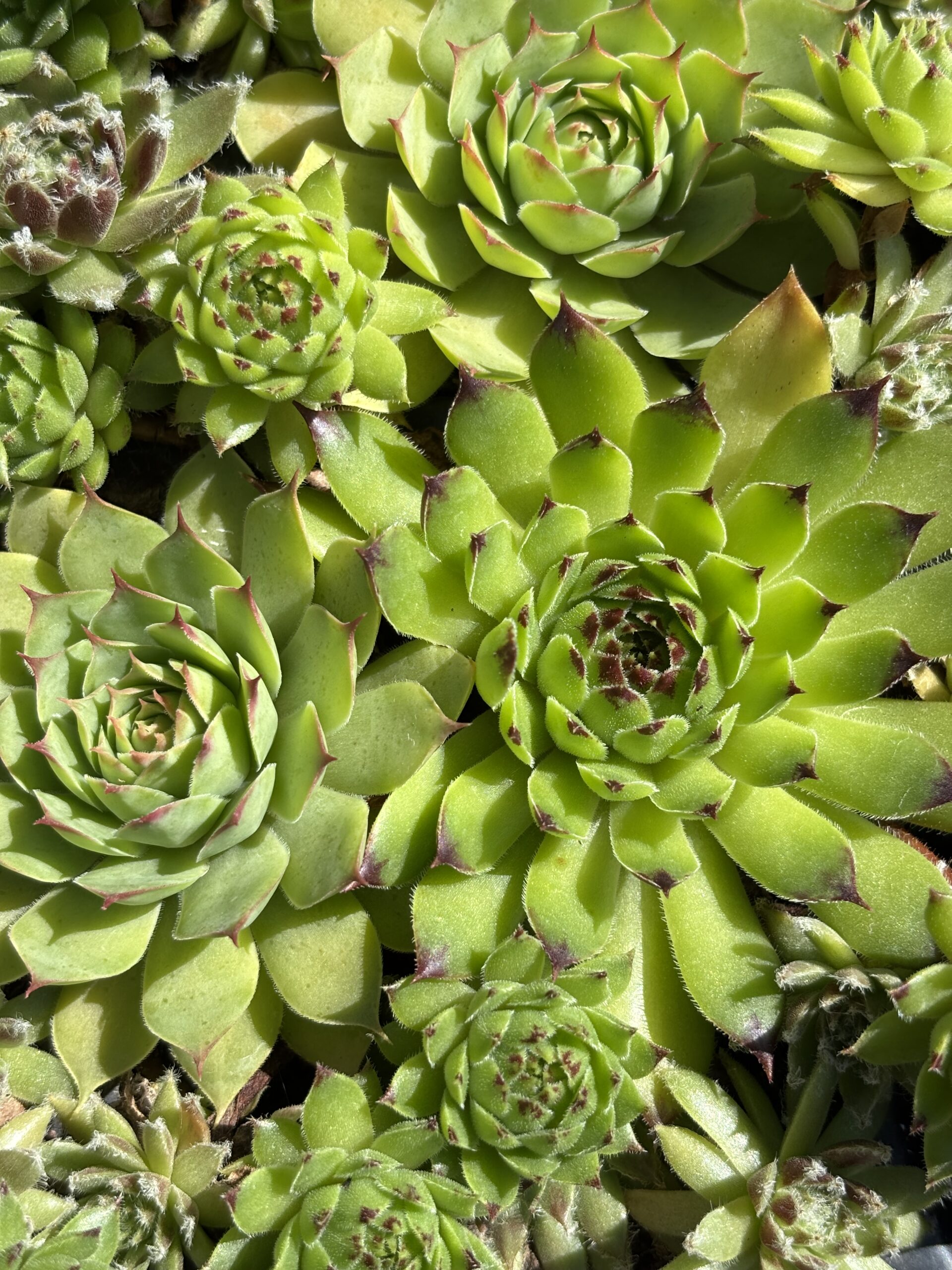 Succulents hero image 2