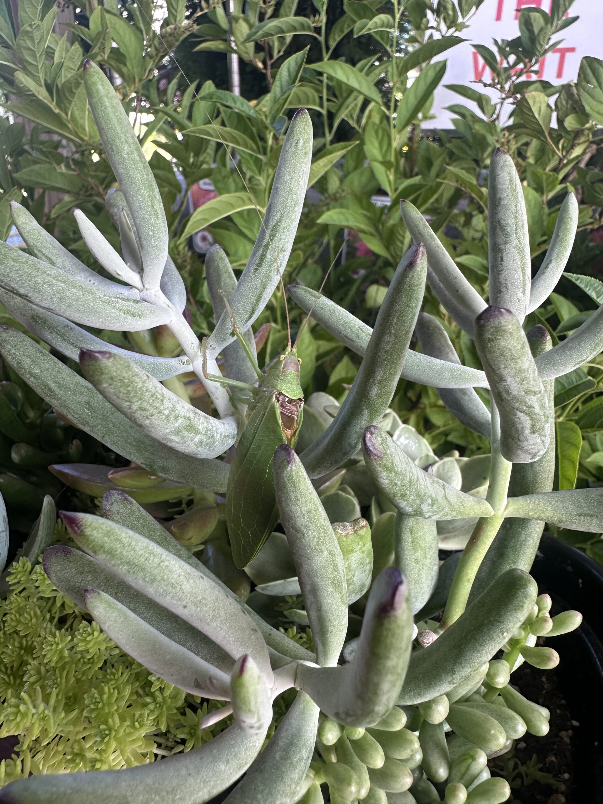 Succulents hero image 3
