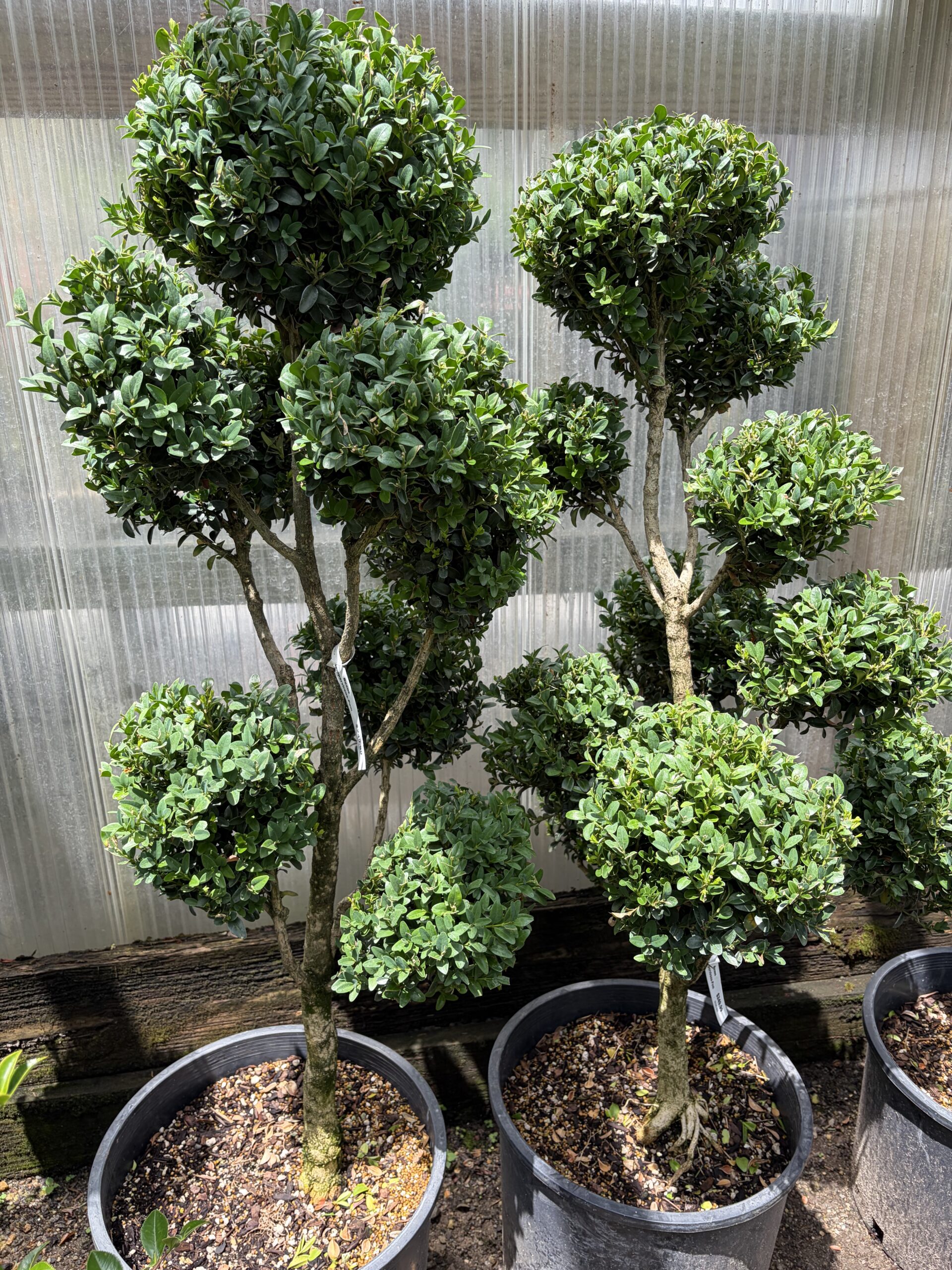 Specimen Topiaries hero image 5