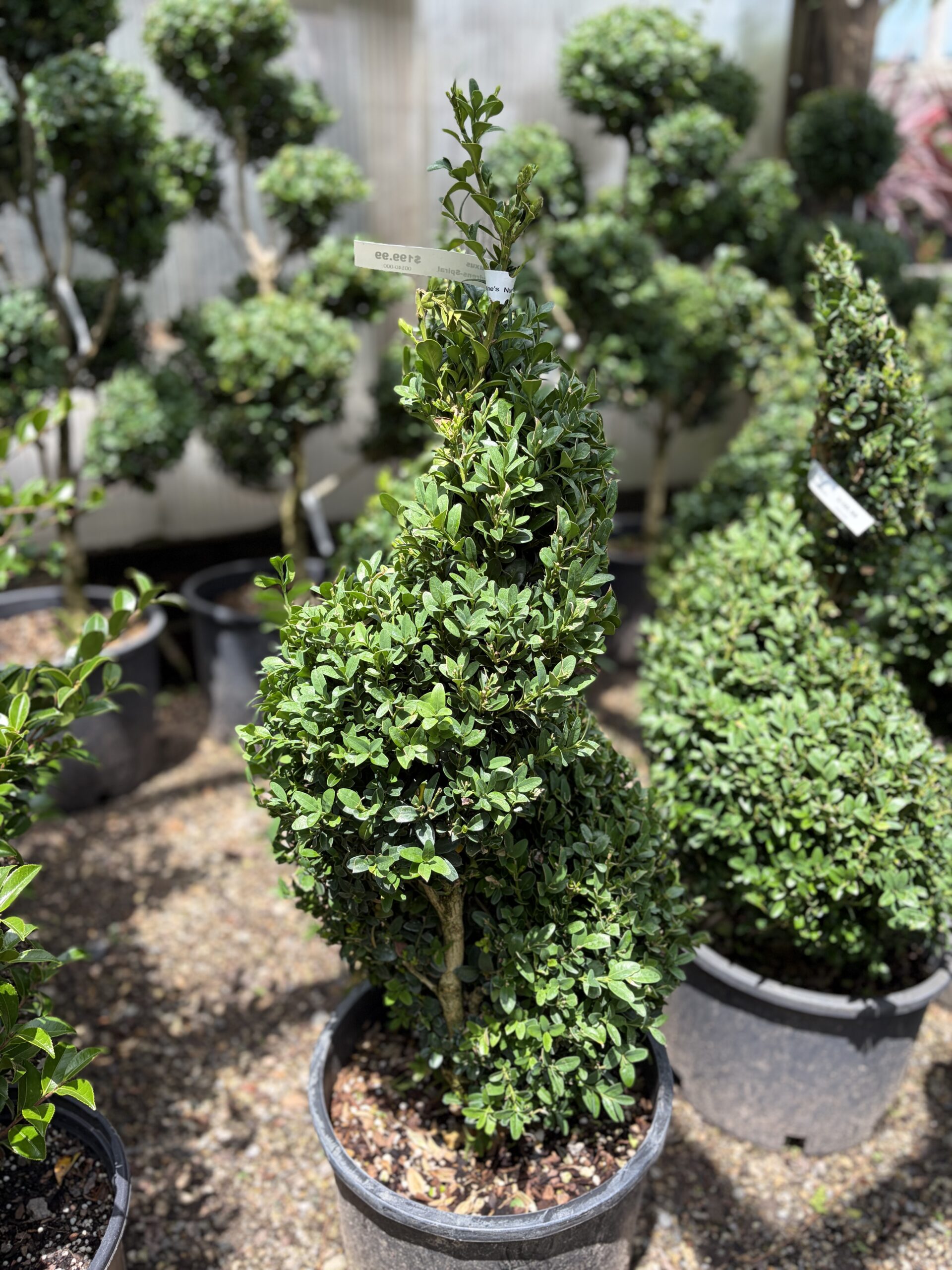 Specimen Topiaries hero image 1
