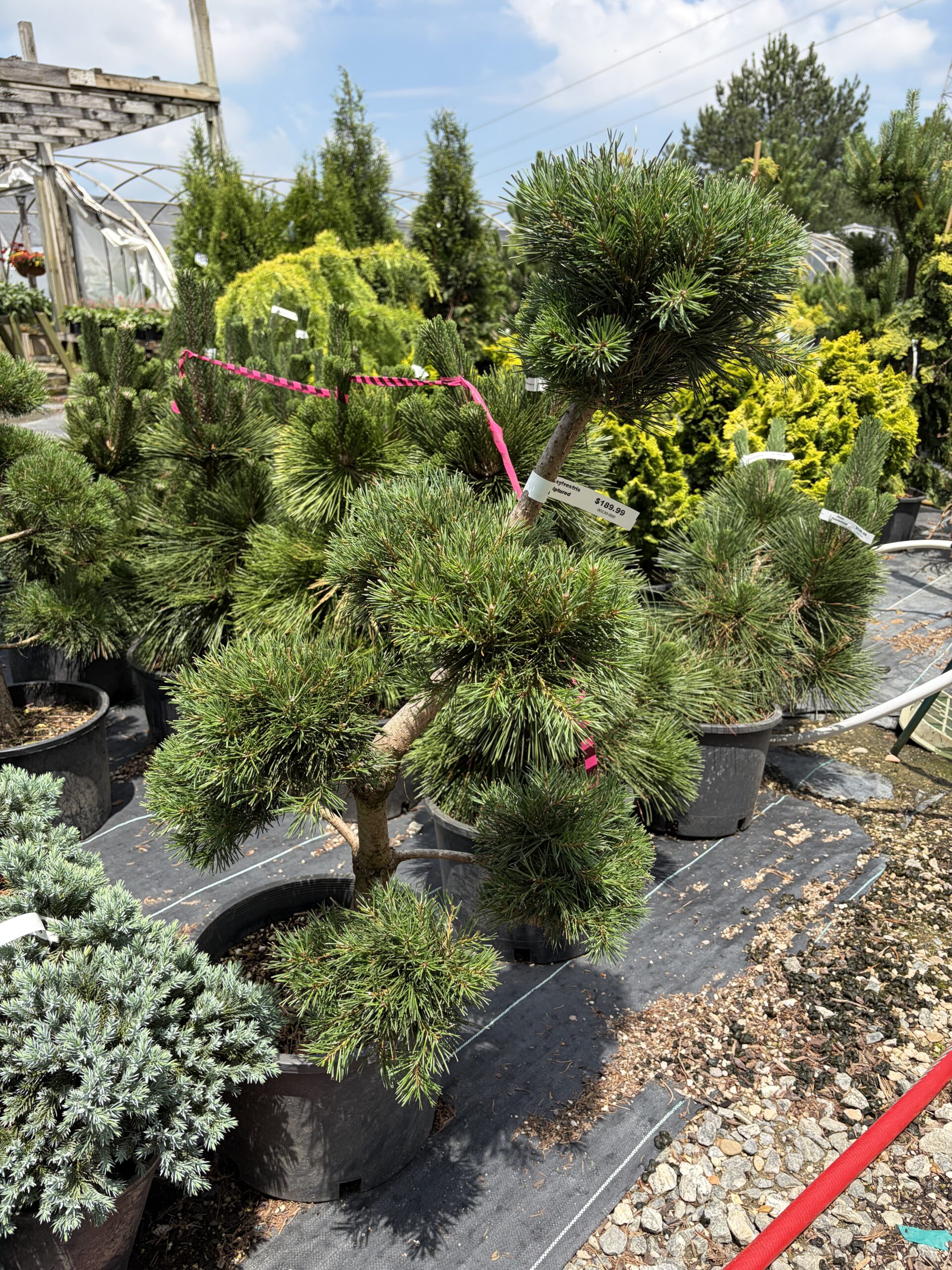 Specimen Topiaries hero image 2