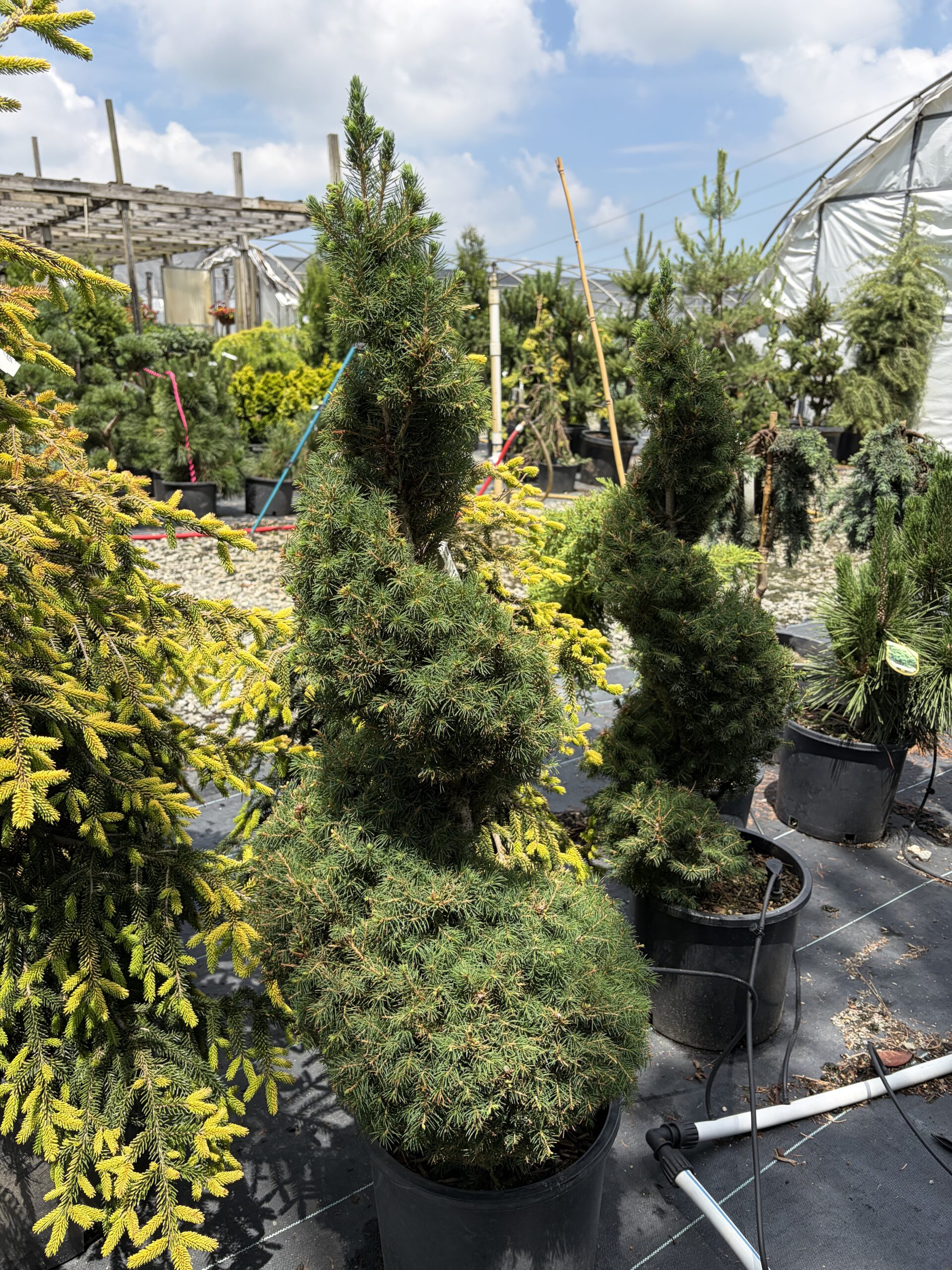 Specimen Topiaries hero image 3