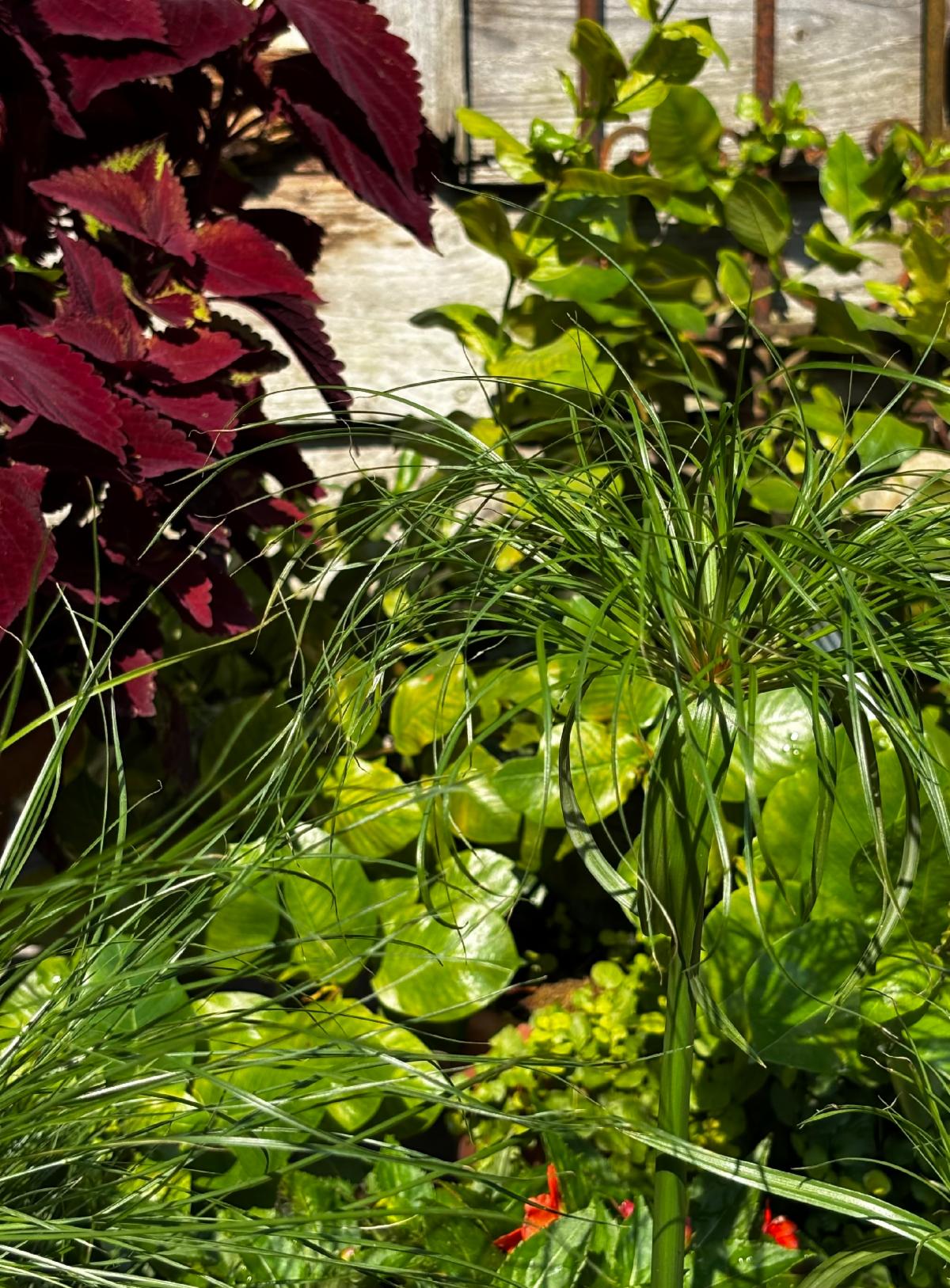 FullSizeRender 4 at Cline's Nursery