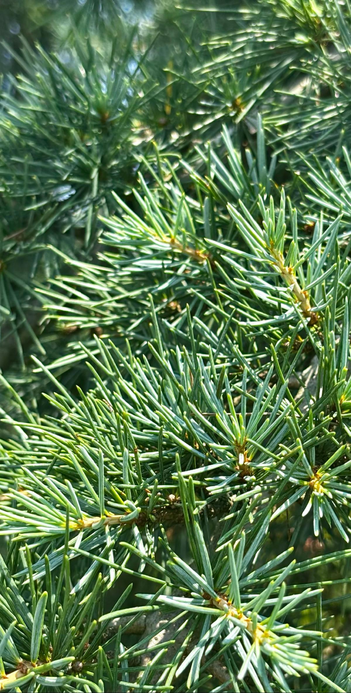 FullSizeRender 6 1 at Cline's Nursery