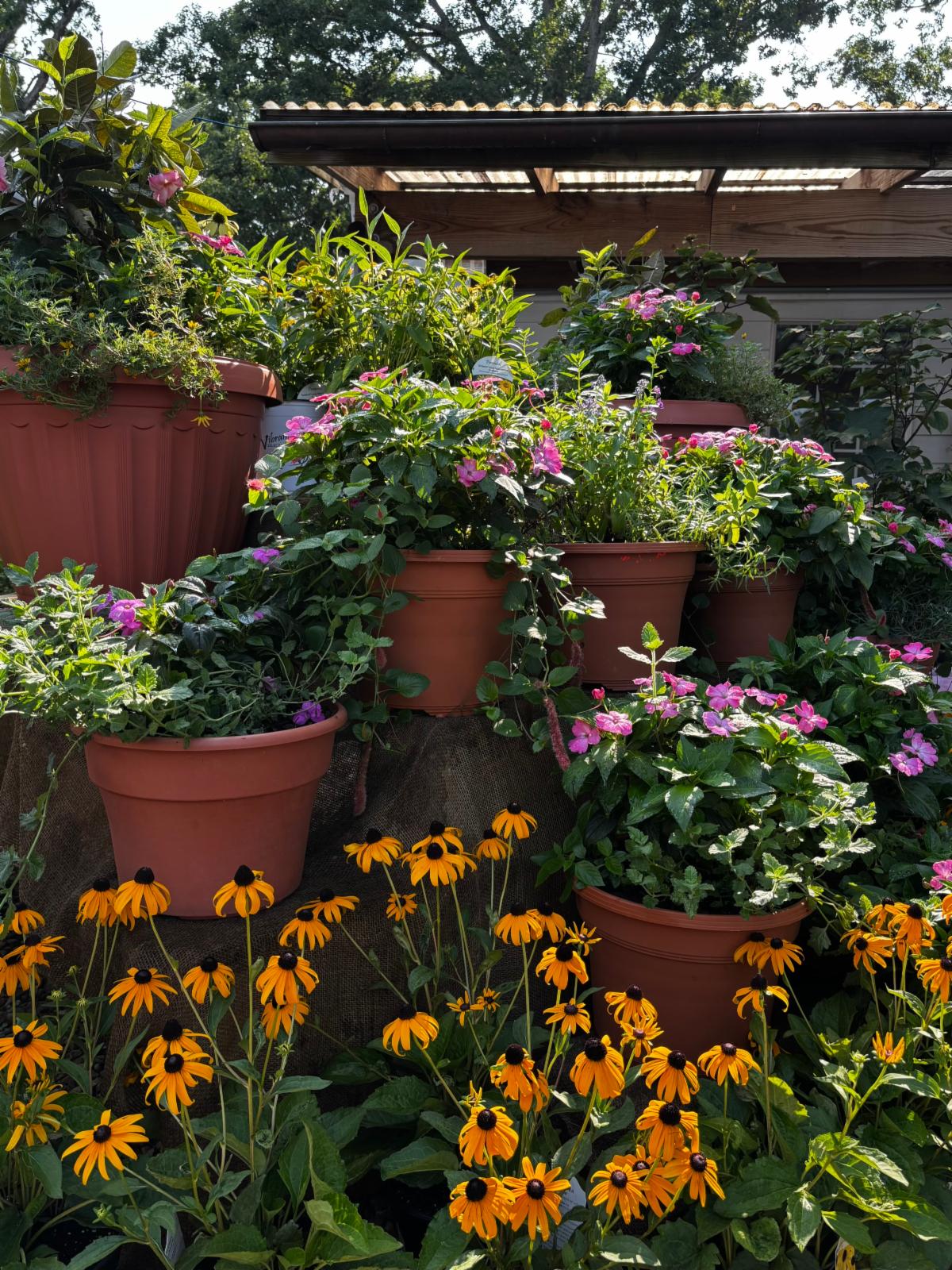 FullSizeRender at Cline's Nursery