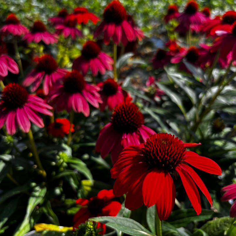 IMG 3108 at Cline's Nursery