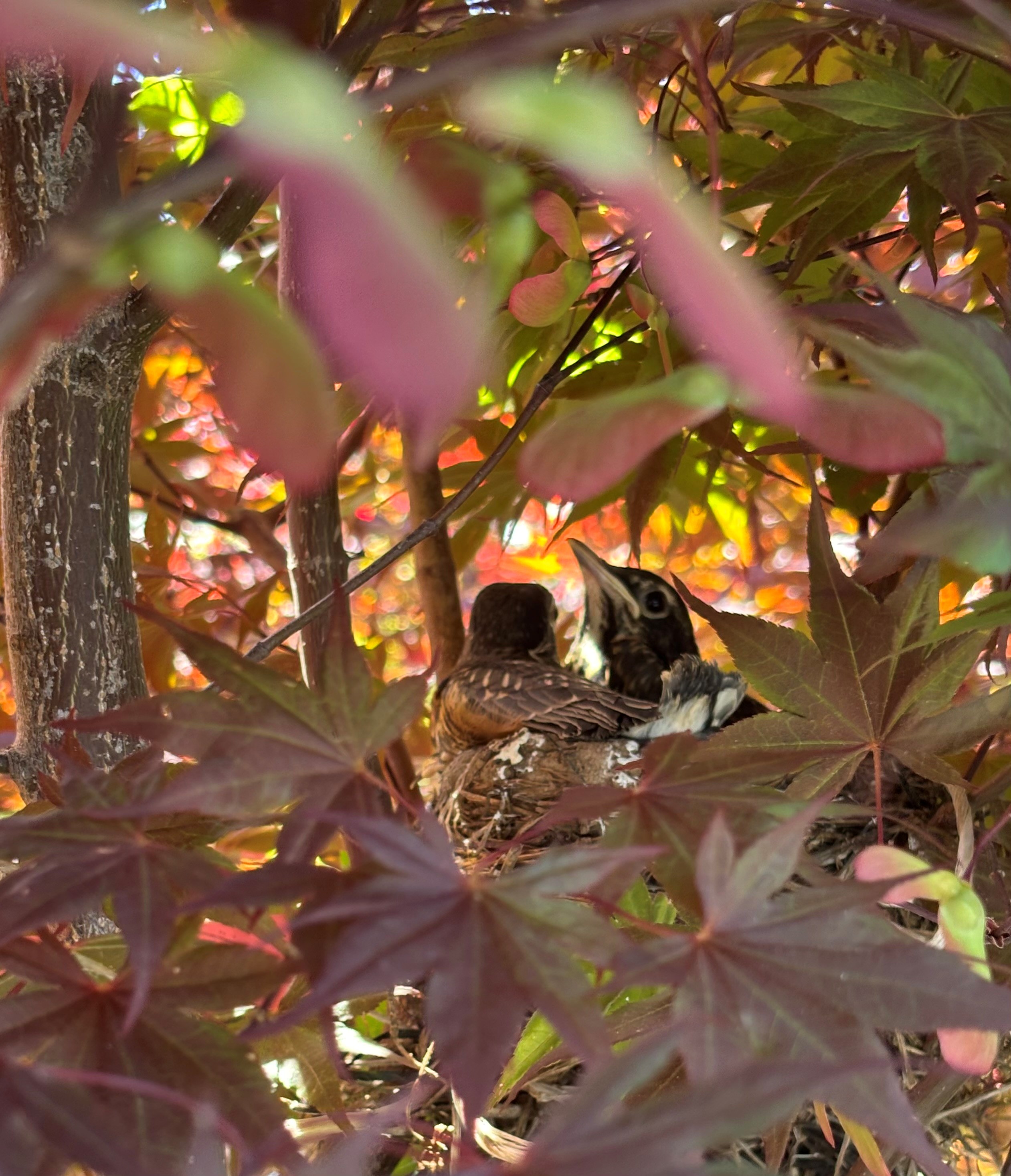 Birbs at Cline's Nursery