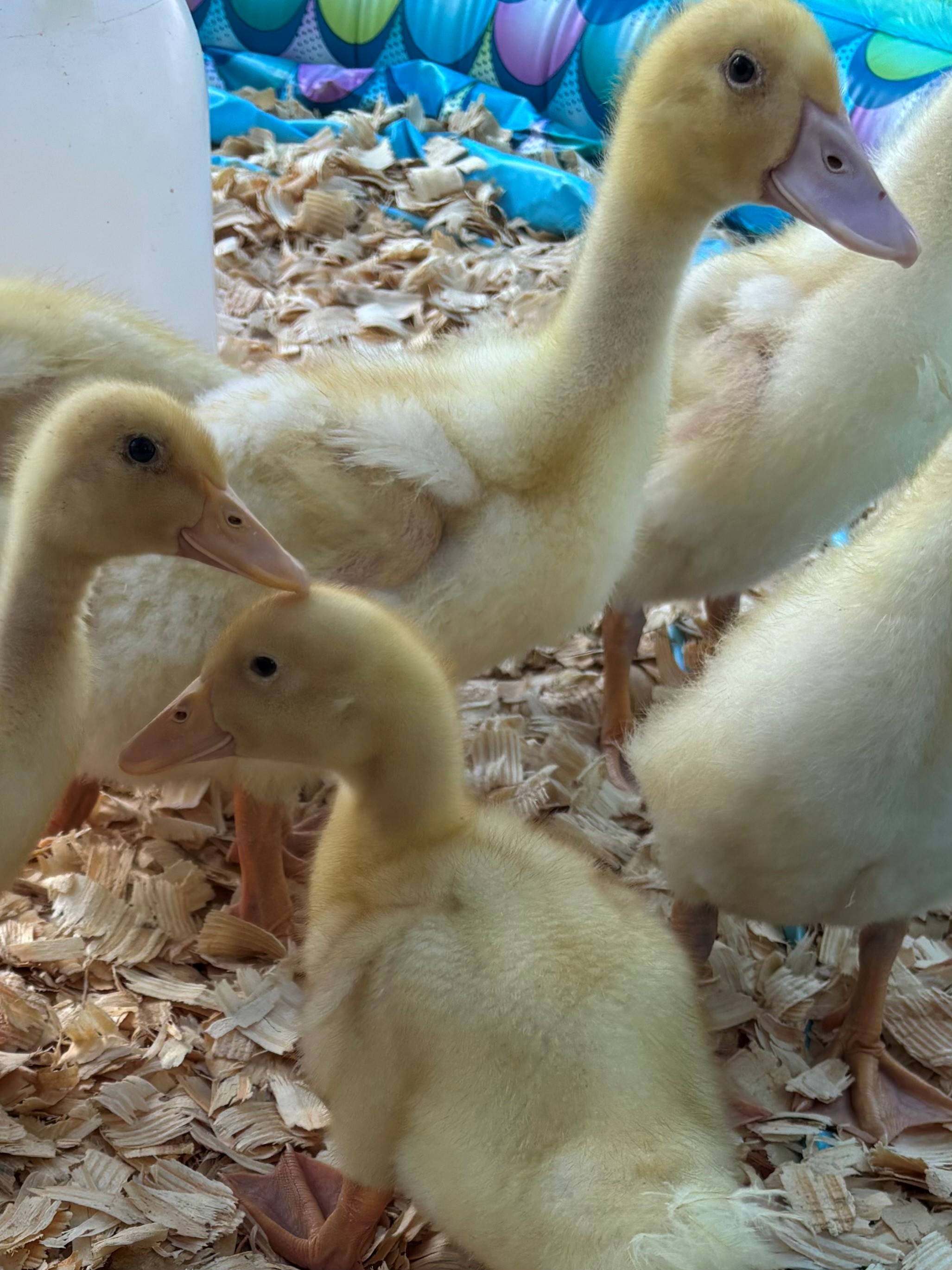 Duck at Cline's Nursery