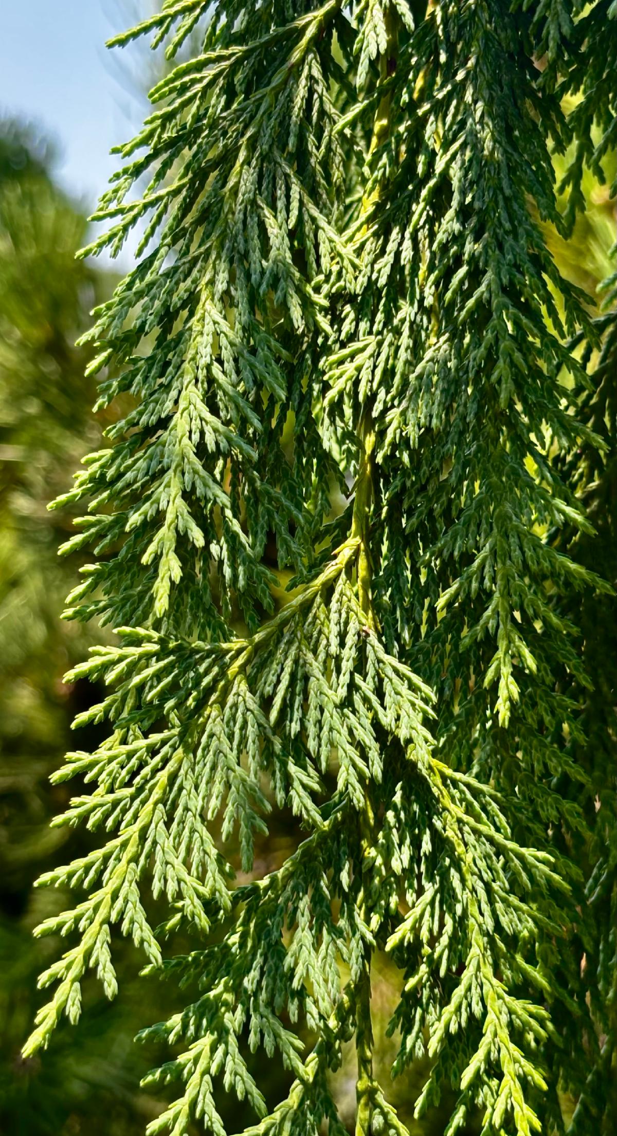 FullSizeRender 14 at Cline's Nursery