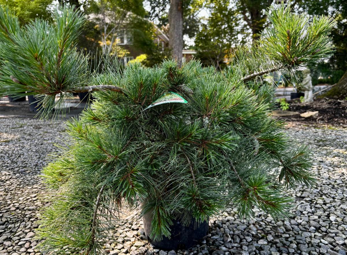 FullSizeRender 15 at Cline's Nursery