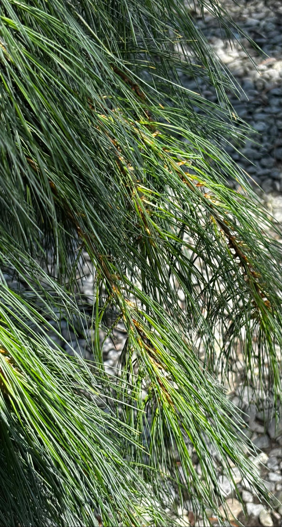 FullSizeRender 19 at Cline's Nursery