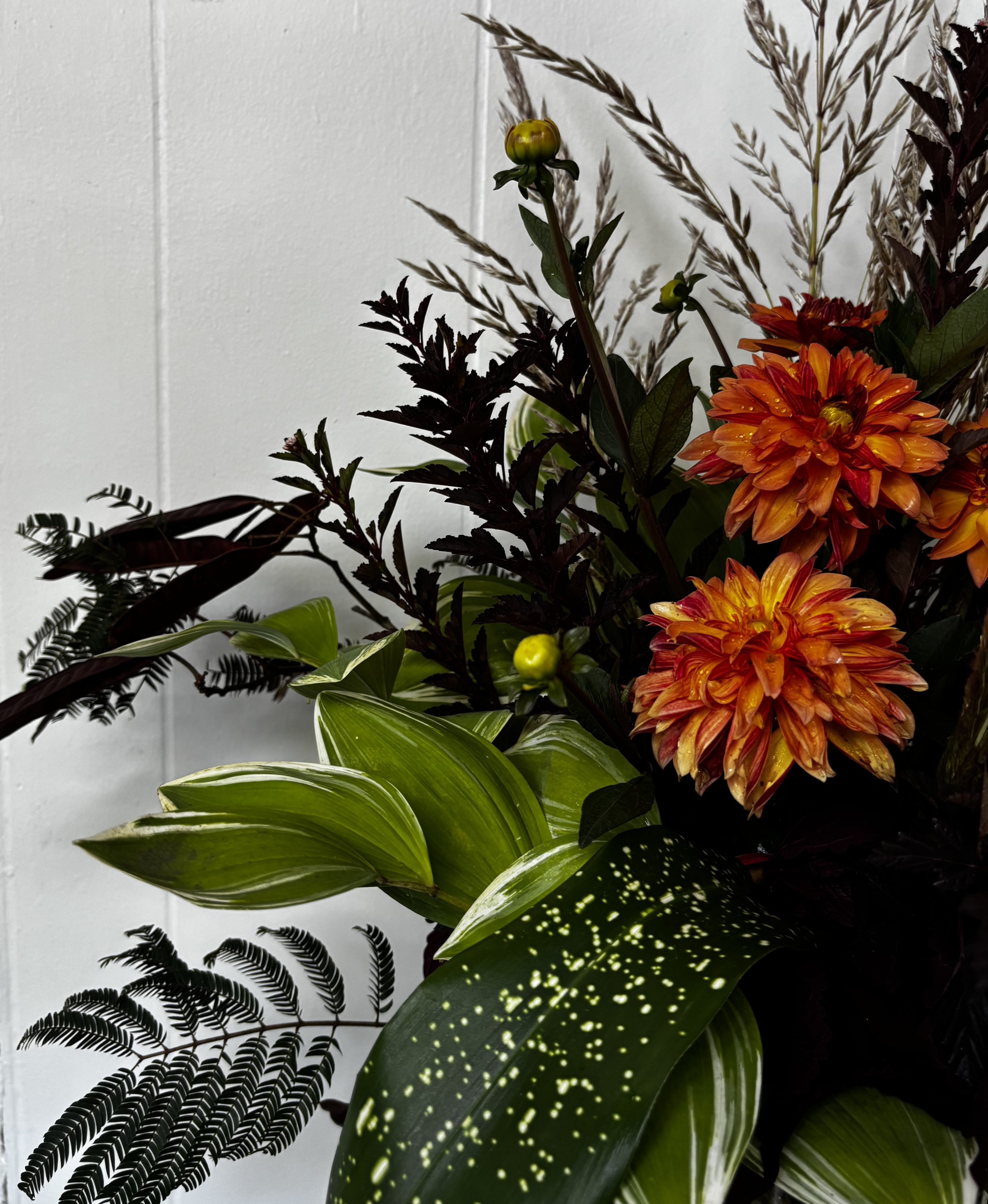 IMG 3833 at Cline's Nursery