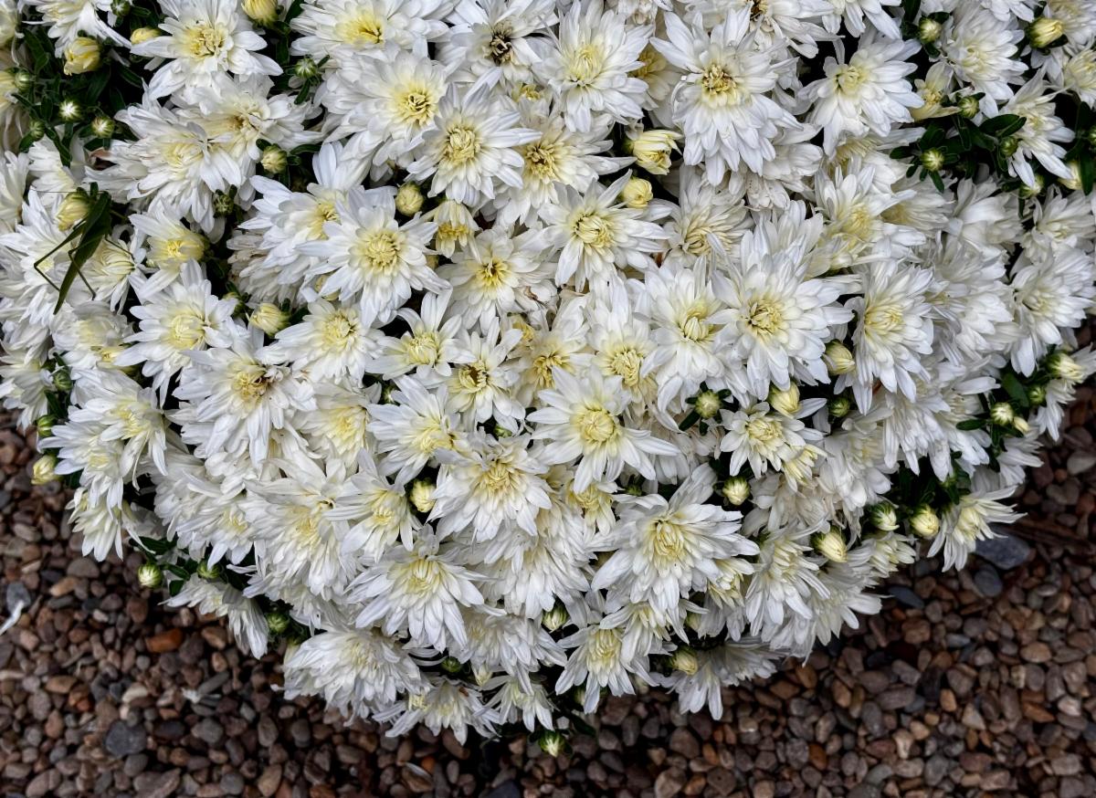 FullSizeRender 20 at Cline's Nursery