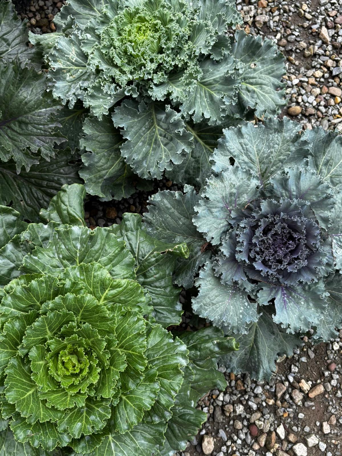 FullSizeRender 21 at Cline's Nursery