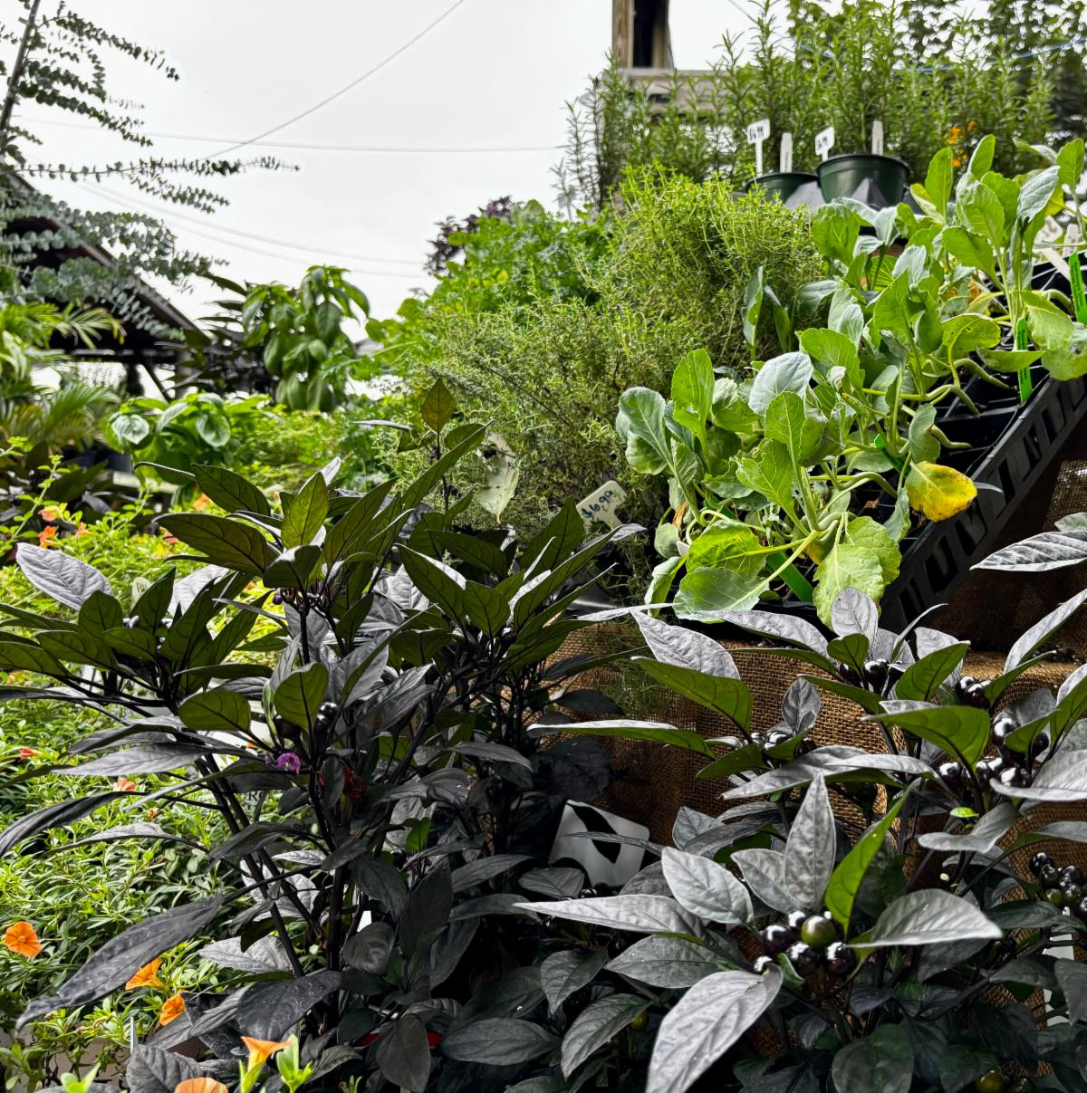 FullSizeRender 22 at Cline's Nursery
