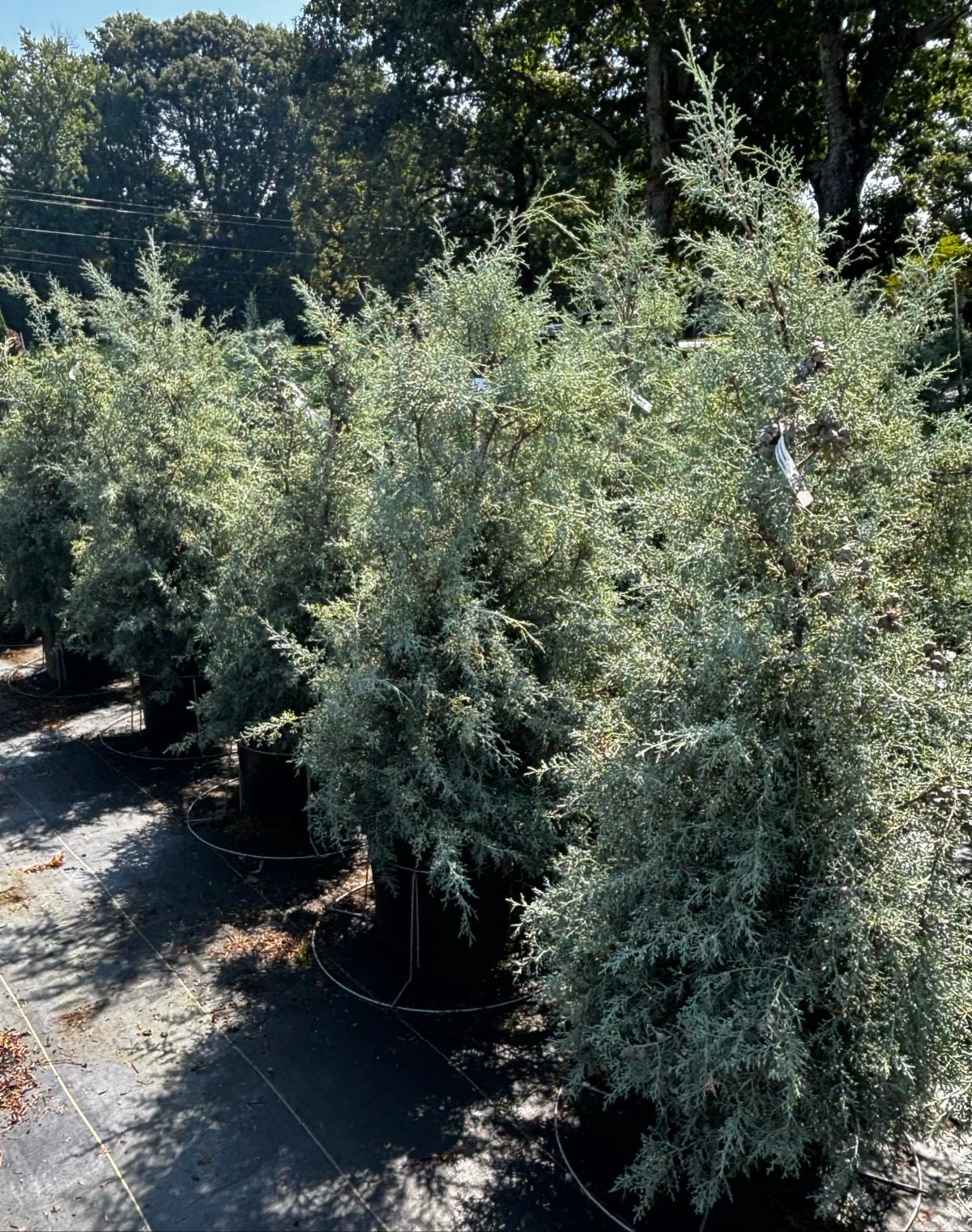 FullSizeRender 25 1 at Cline's Nursery