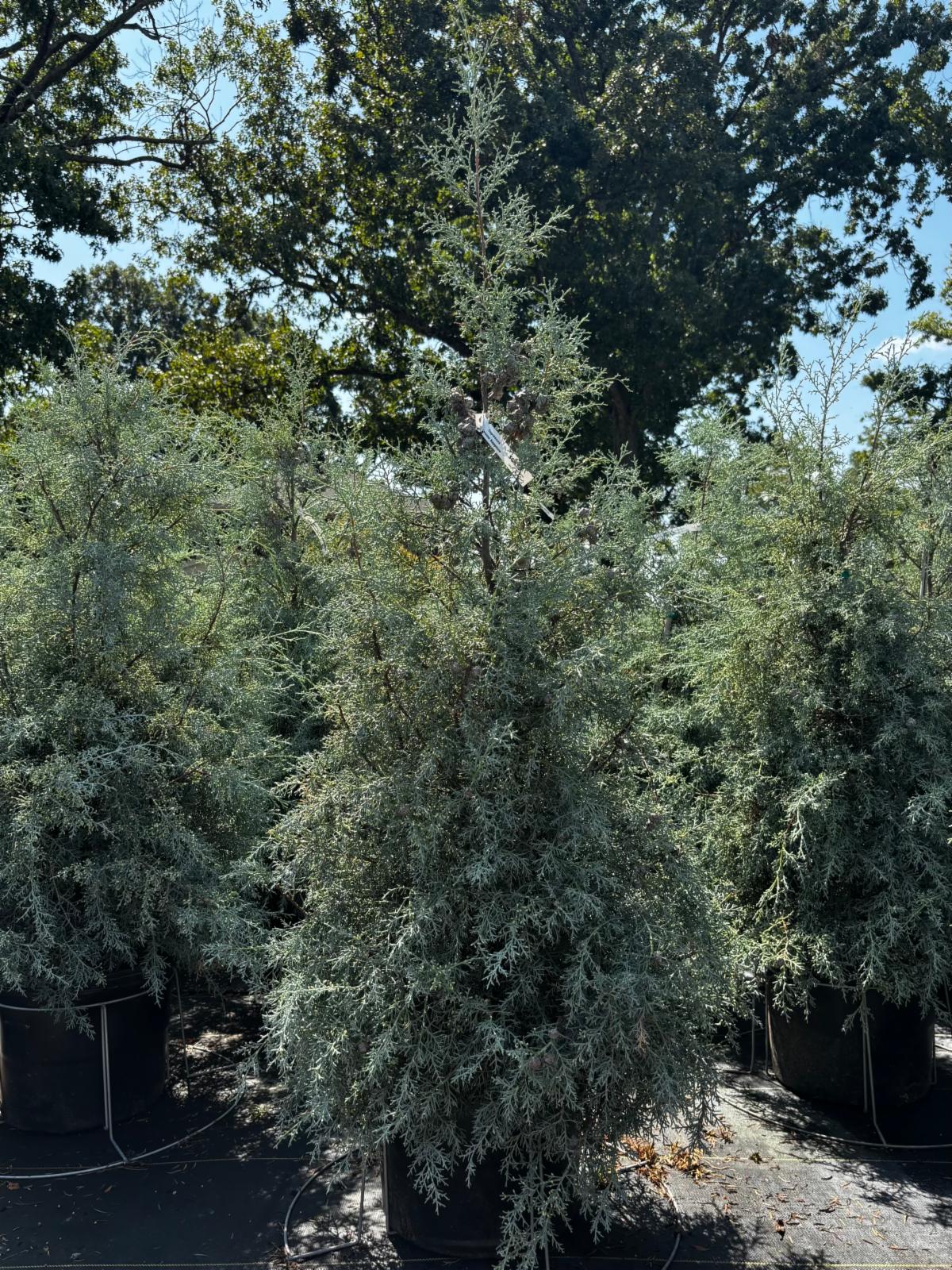 FullSizeRender 27 1 at Cline's Nursery